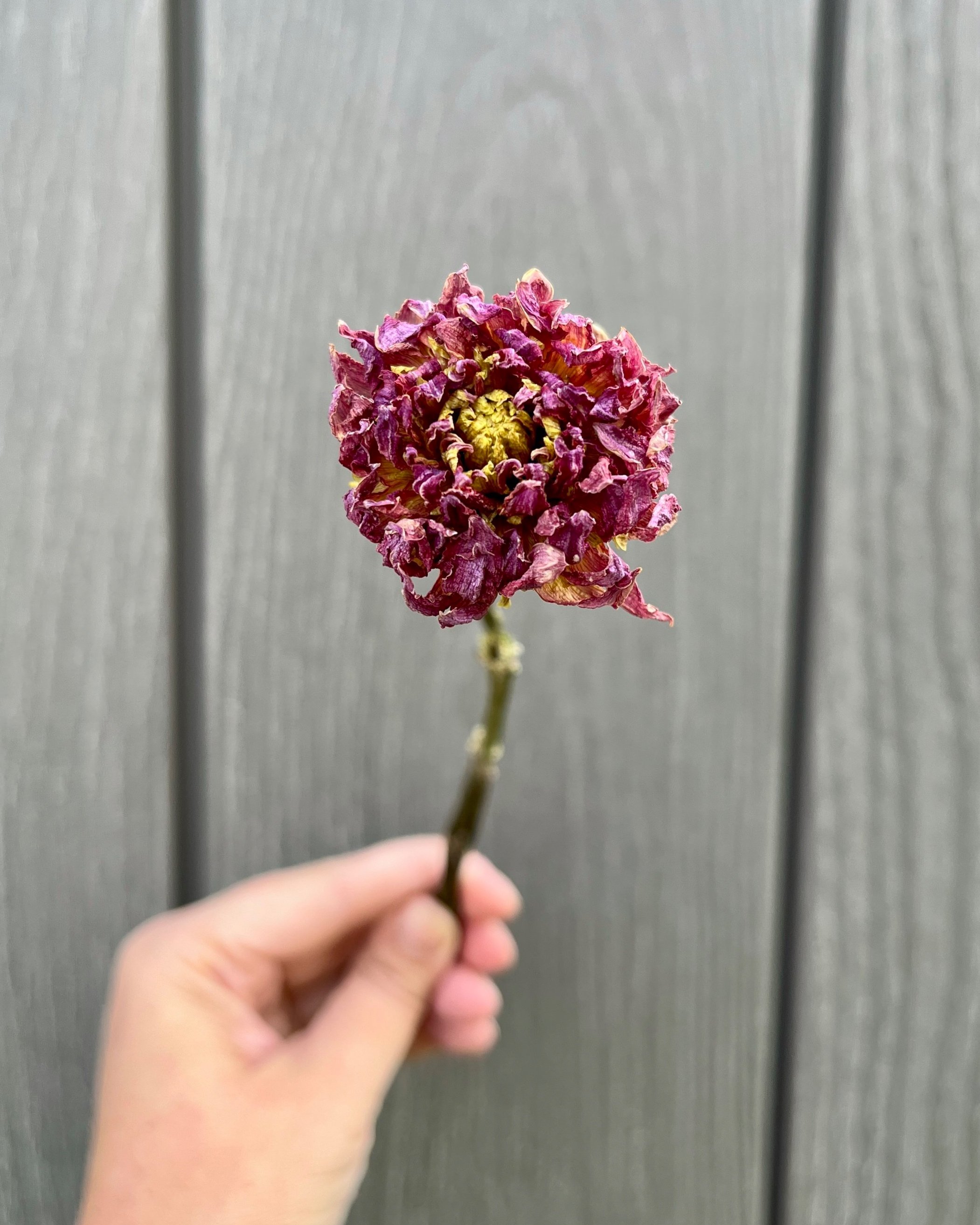 Pink Purple Dried Dahlia Flower