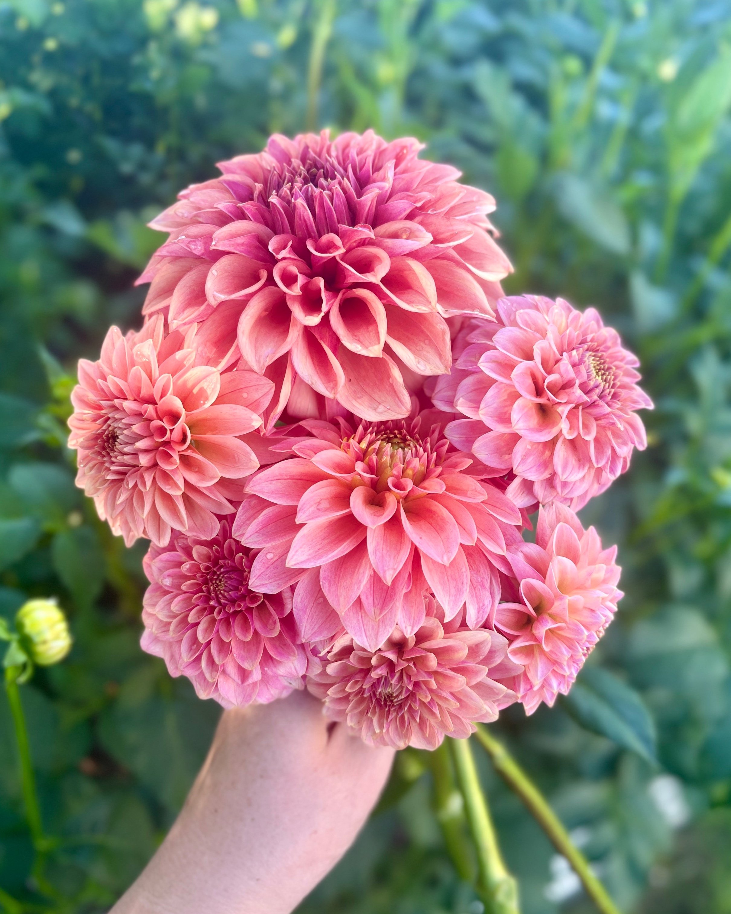 Dahlia Flower Bouquet