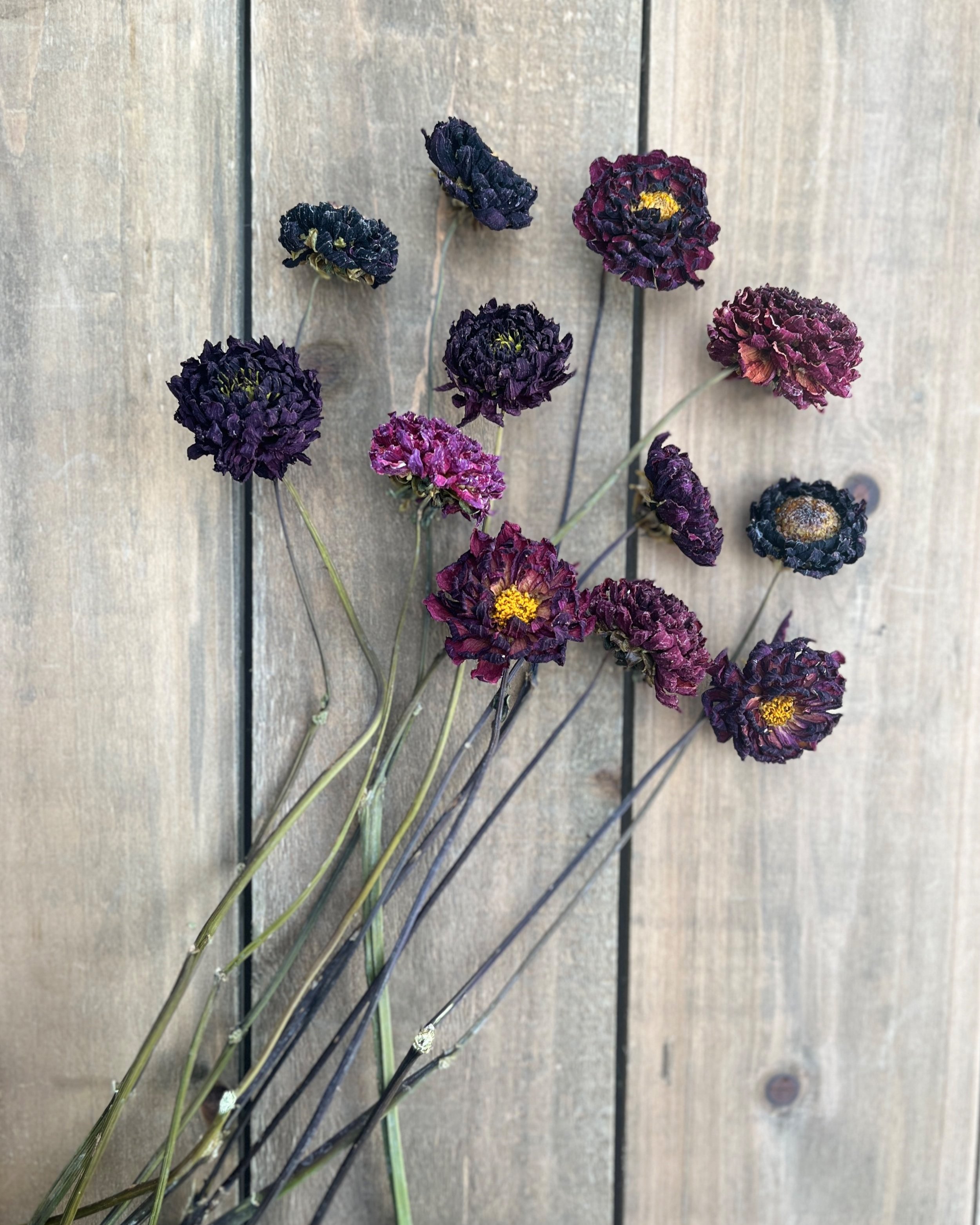 Dark Red Purple Dried Dahlia Flowers