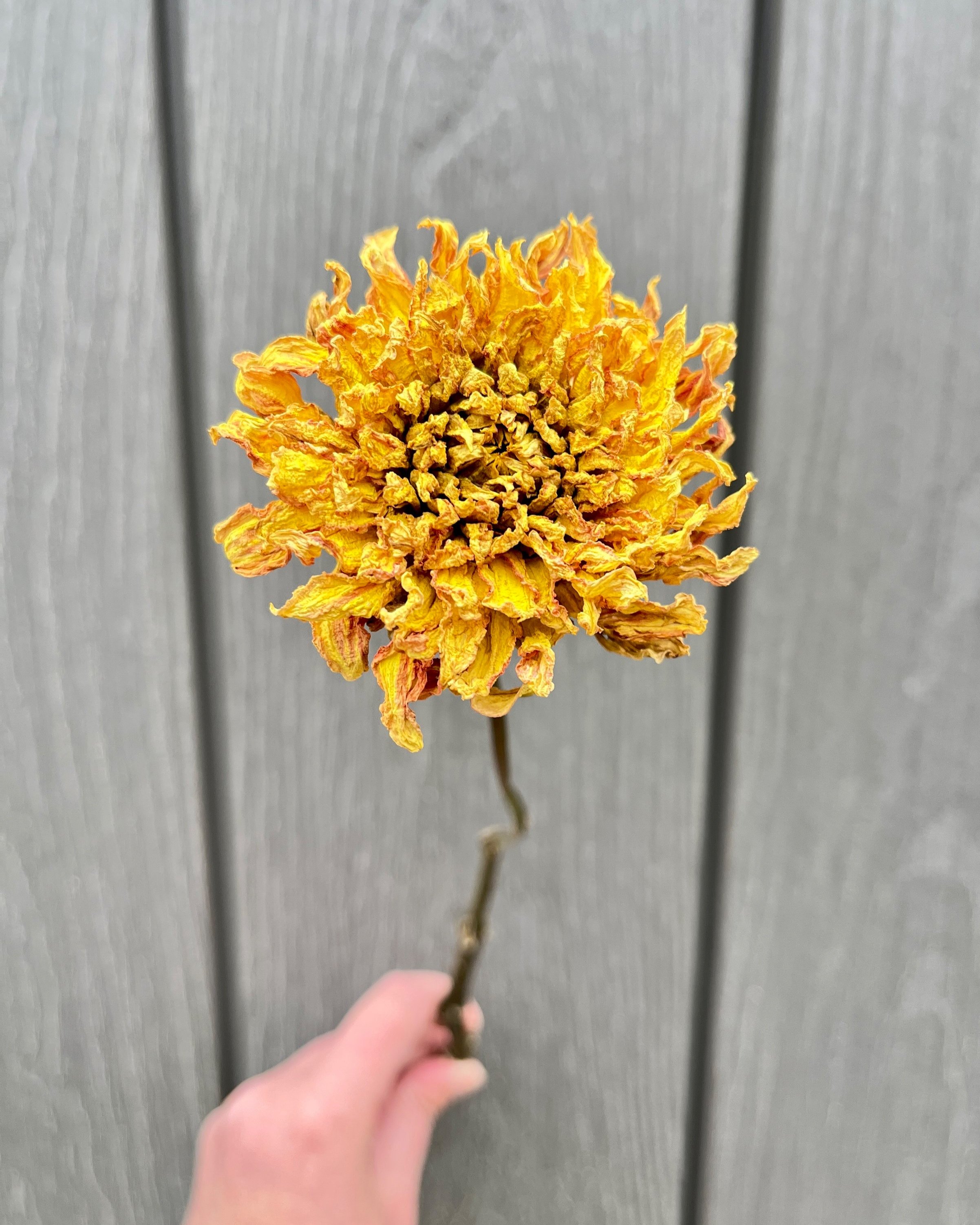 Yellow Orange Peach Dried Dahlia Flower