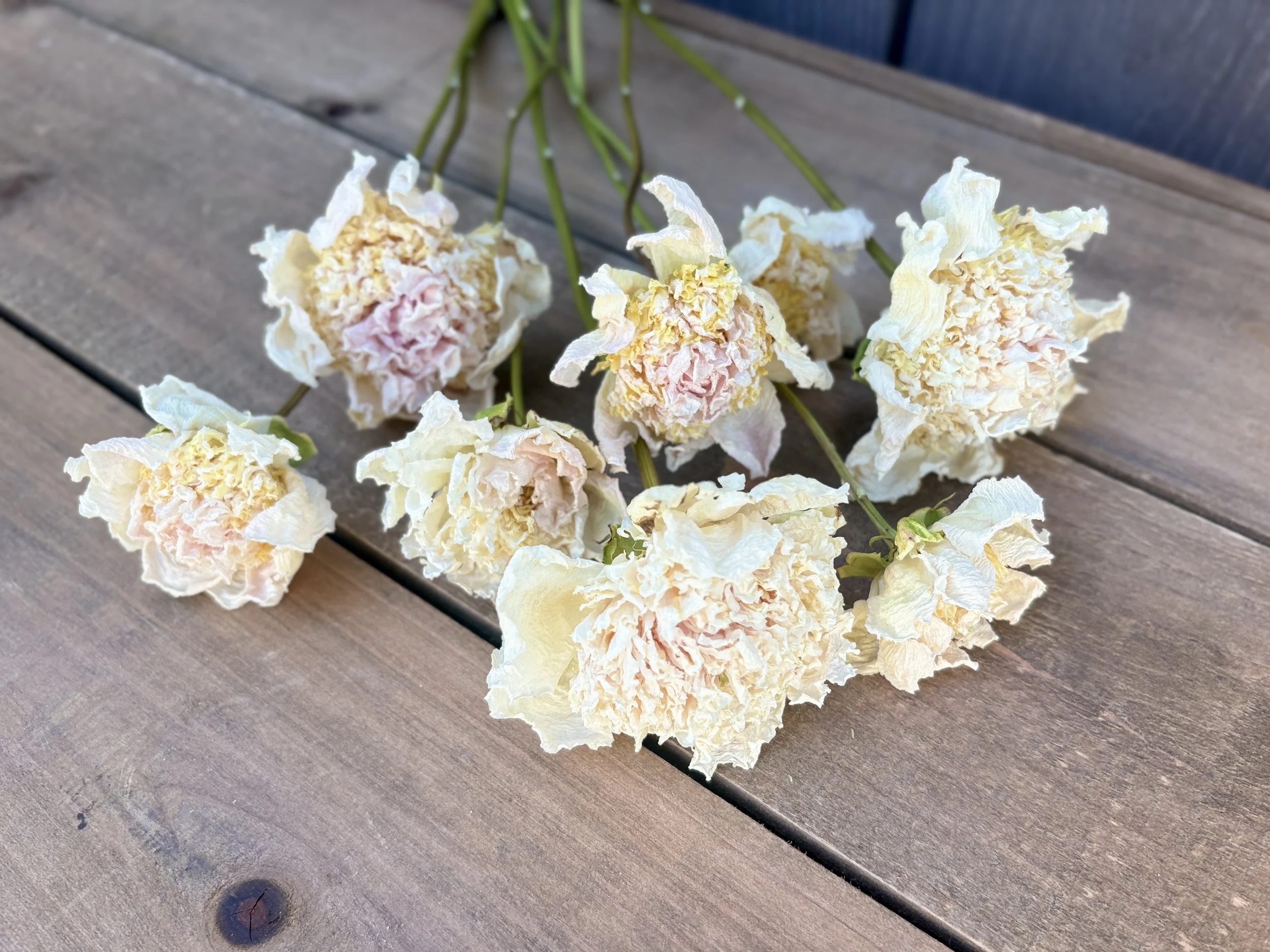 Dried Peony Flowers in Cream