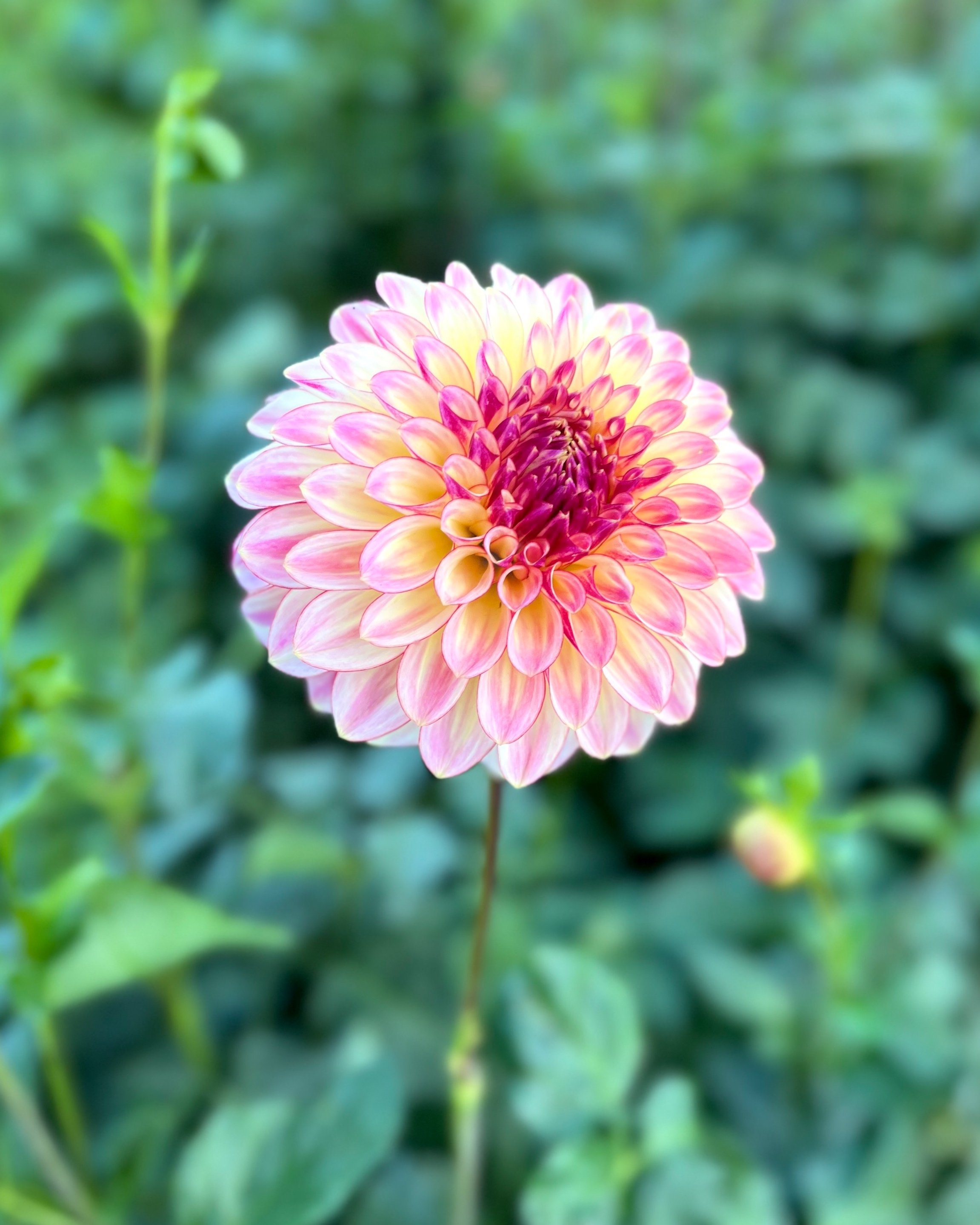 KA's™ Mocha Katie: peach red to cream magenta dahlia flower