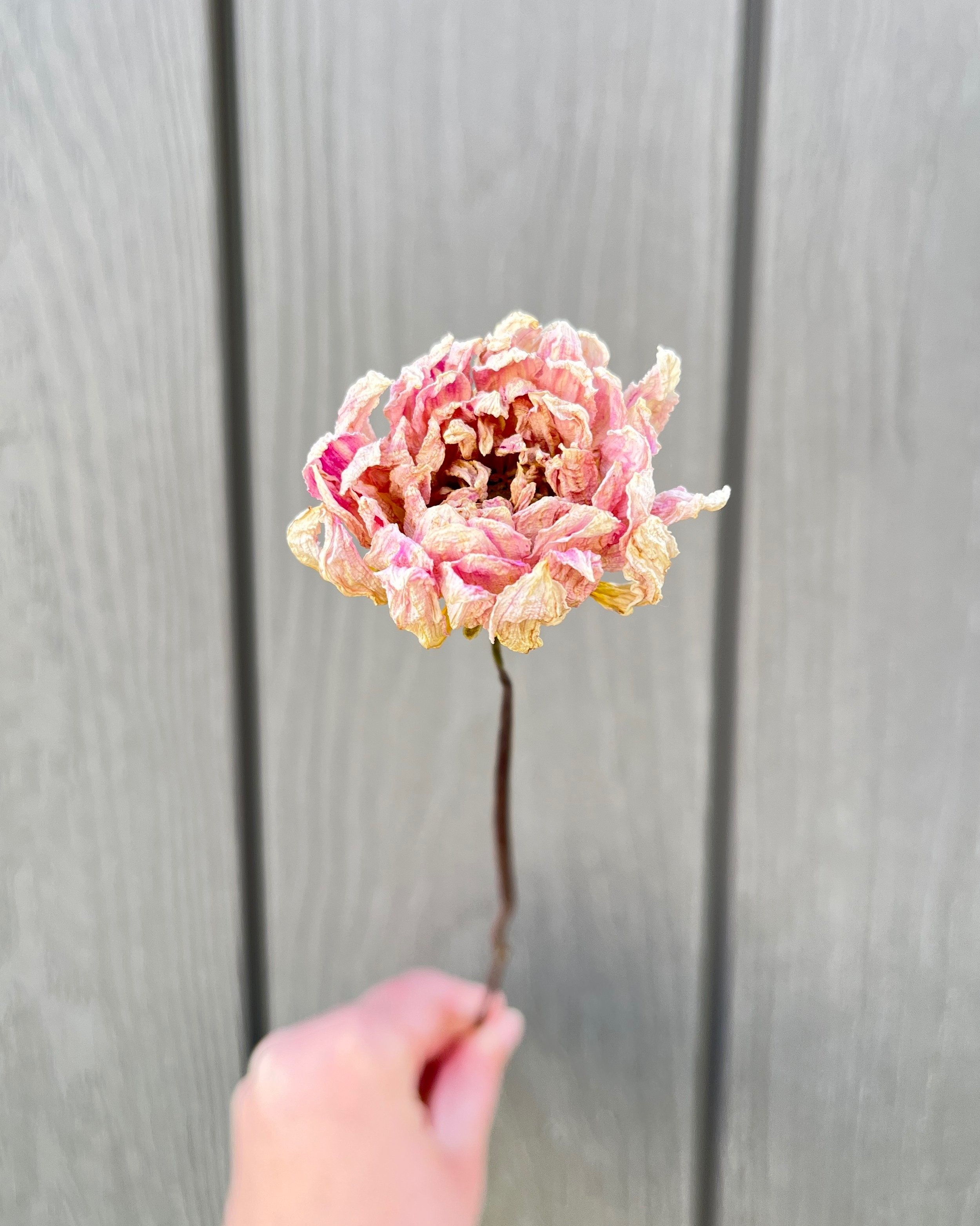 Cream Pink Dried Dahlia Flower