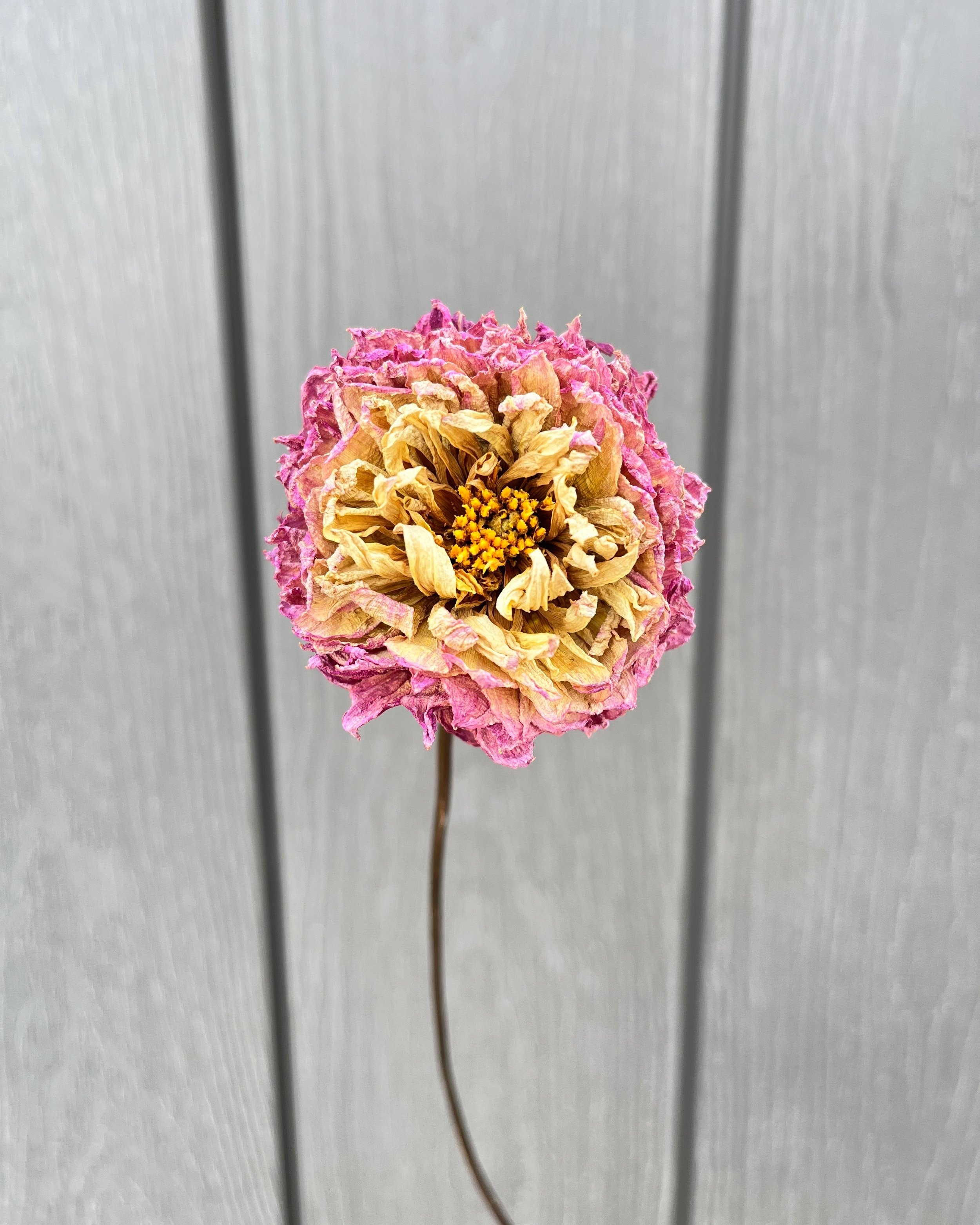 Pink Purple Cream Dried Dahlia Flower