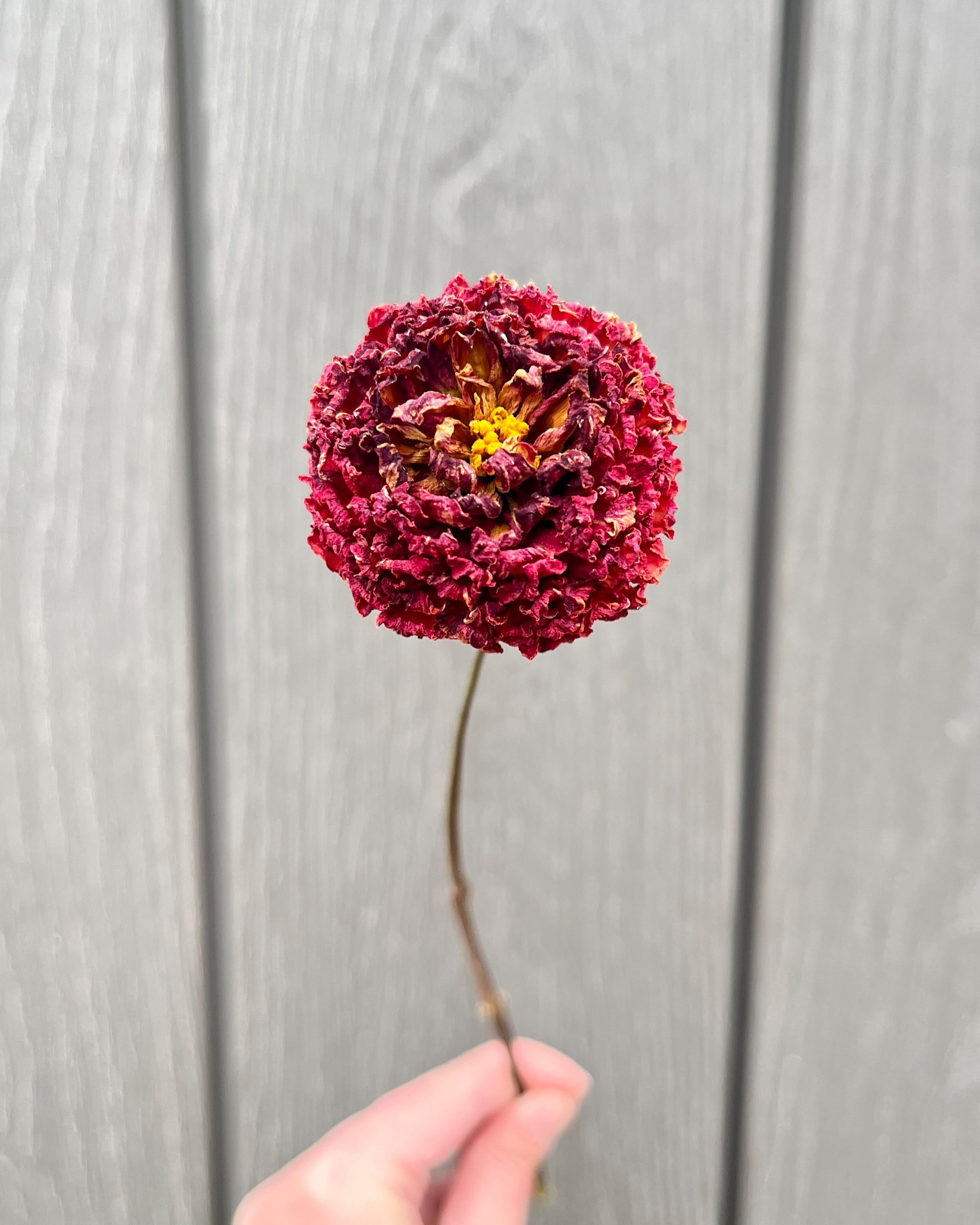 Red Dried Dahlia Flower