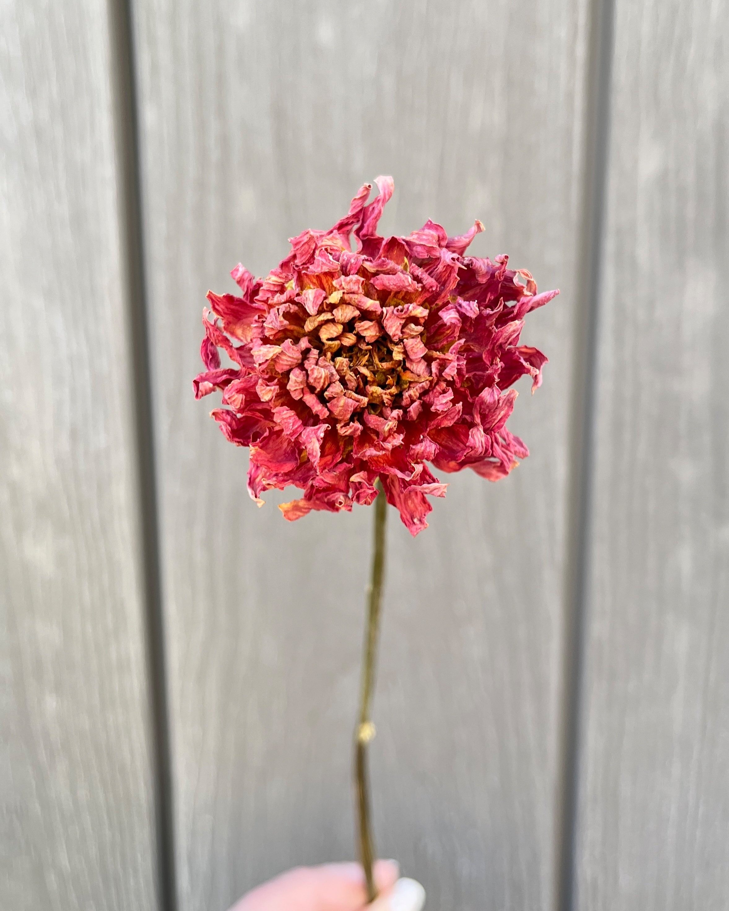Red Rust Dried Dahlia Flower