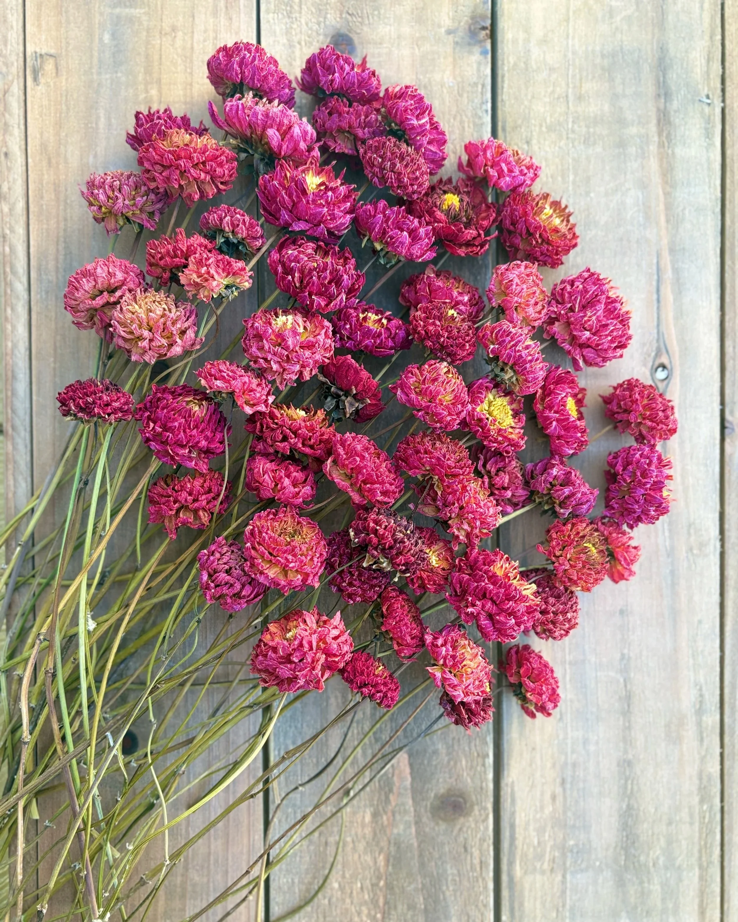 Red Dried Dahlia Flowers