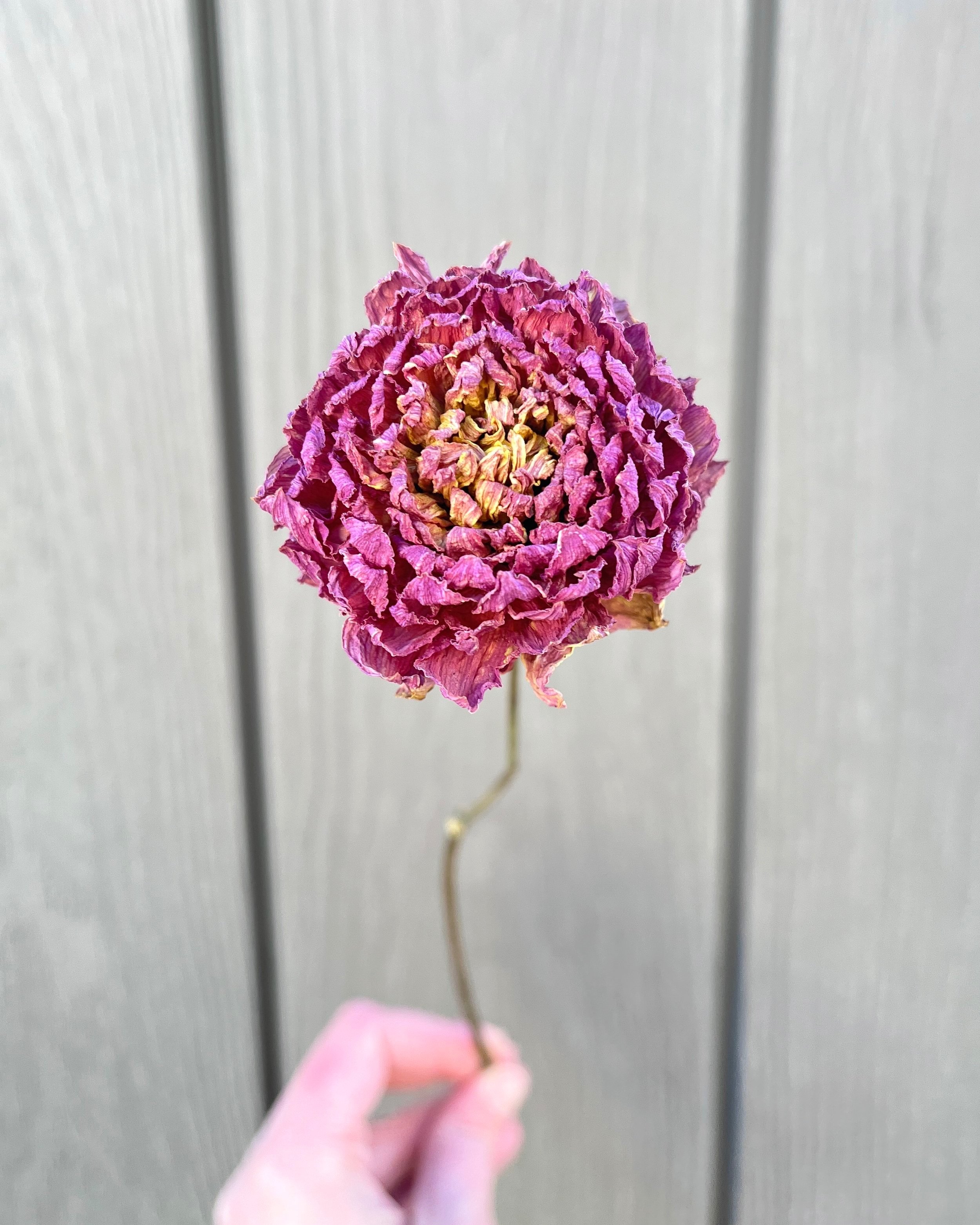 Purple Pink Dried Dahlia Flower