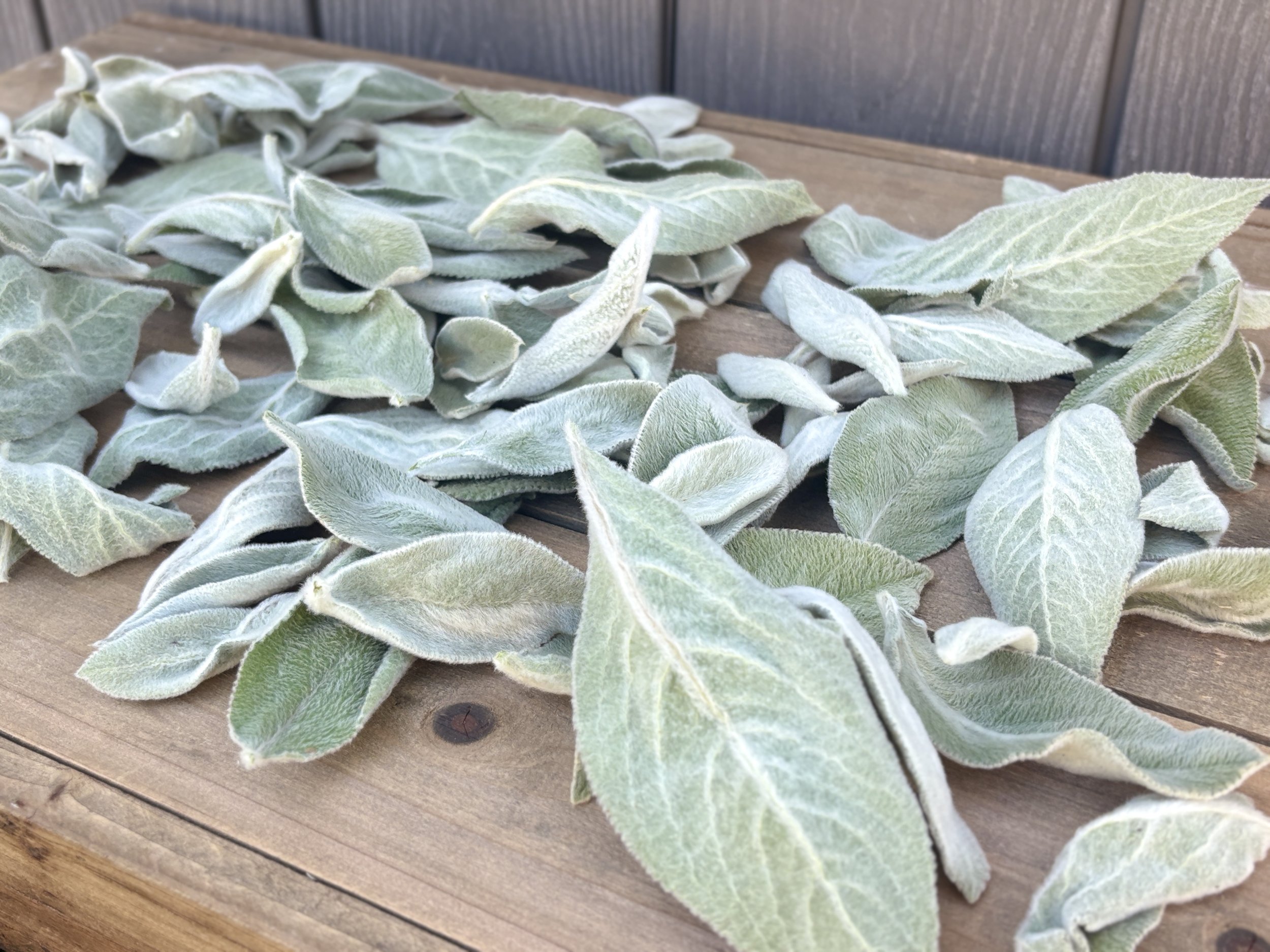 Dried Lamb's Ear Leaves