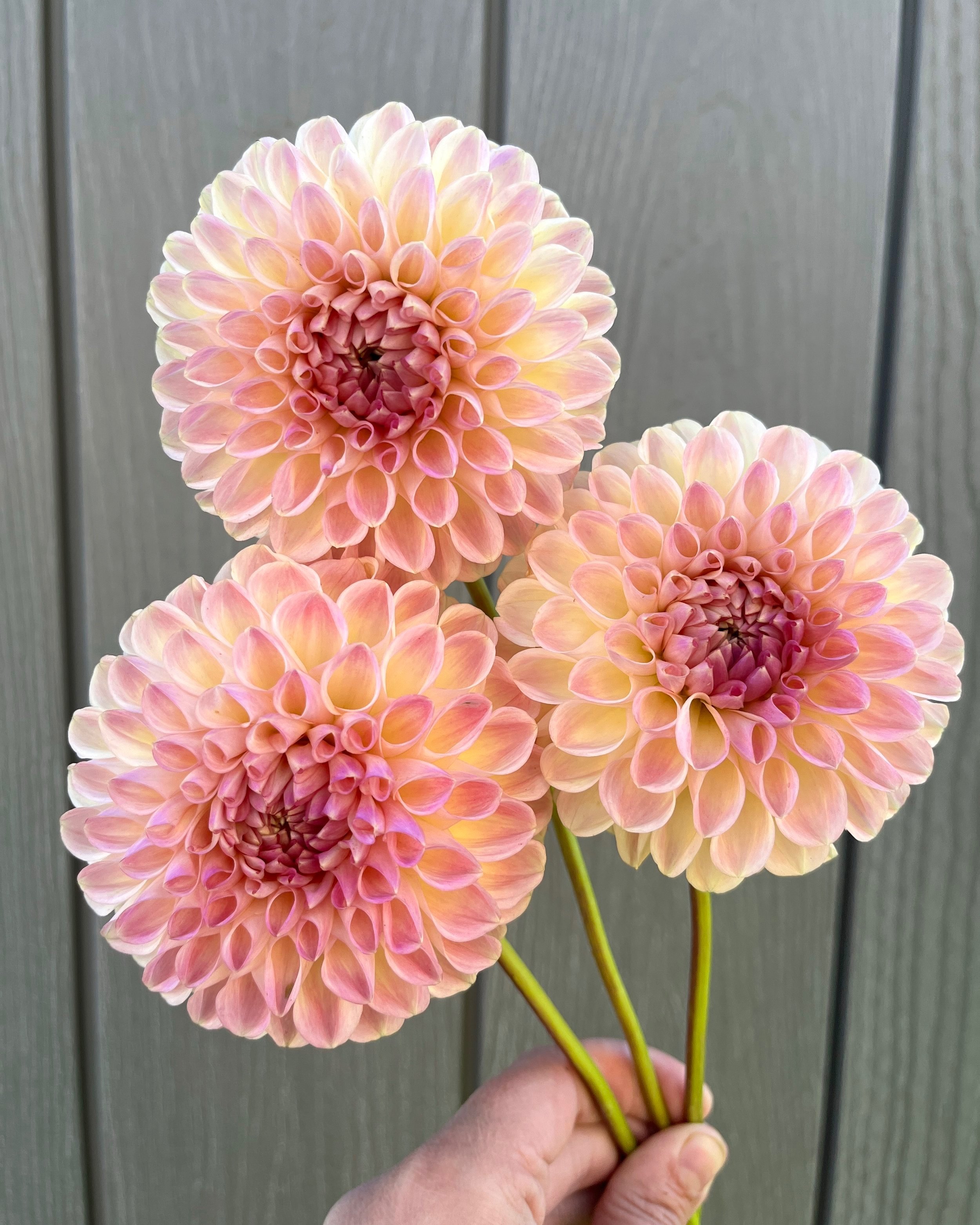 Clearview Peachy Dahlia Tuber: a Peach Pink Ball Dahlia