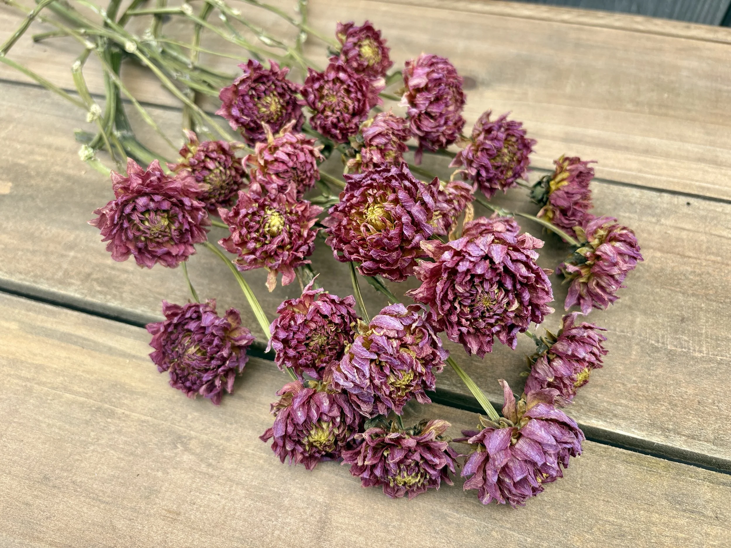 Purple Pink Dried Dahlia Flowers