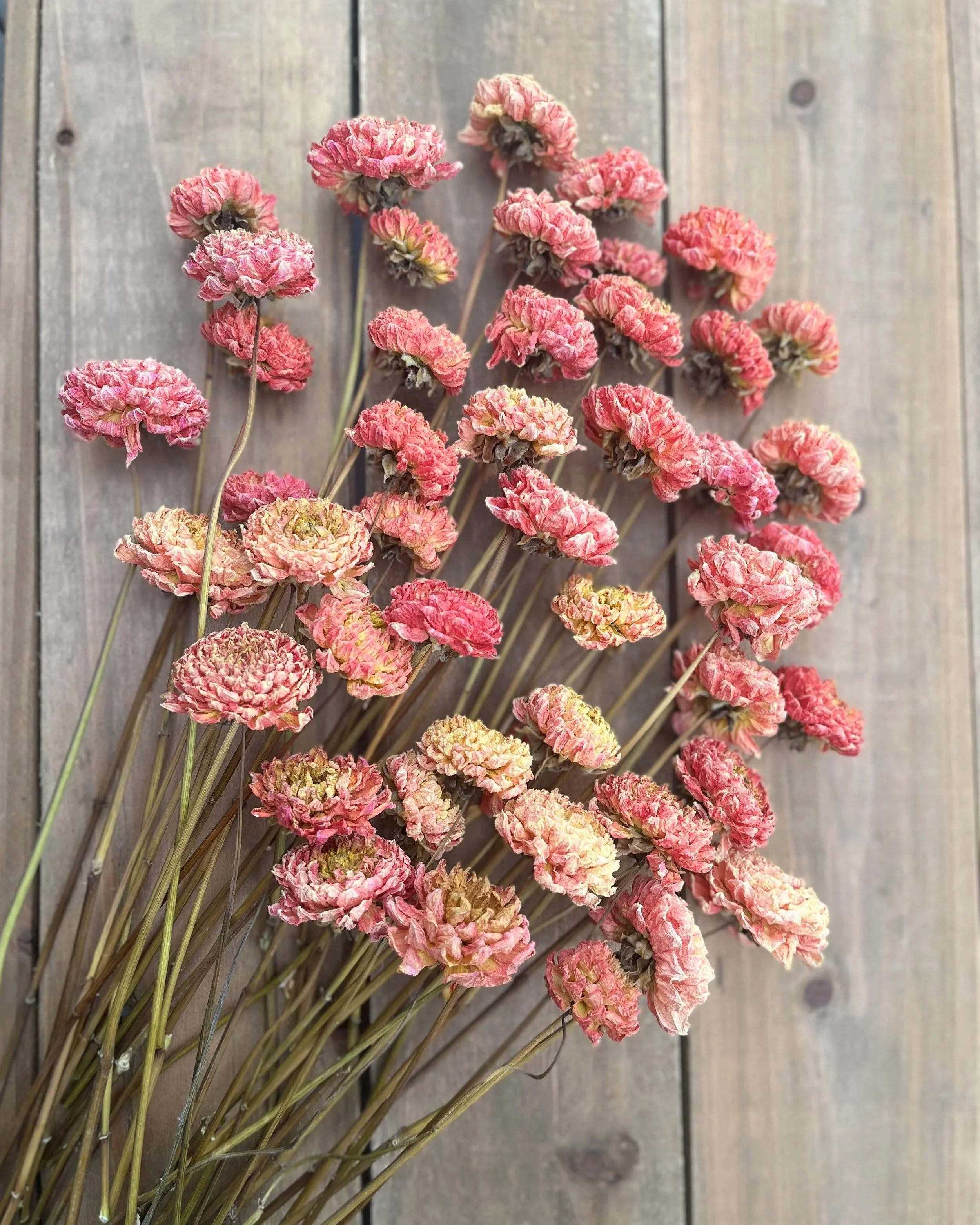 Coral Yellow Peach Orange Dried Dahlia Flowers