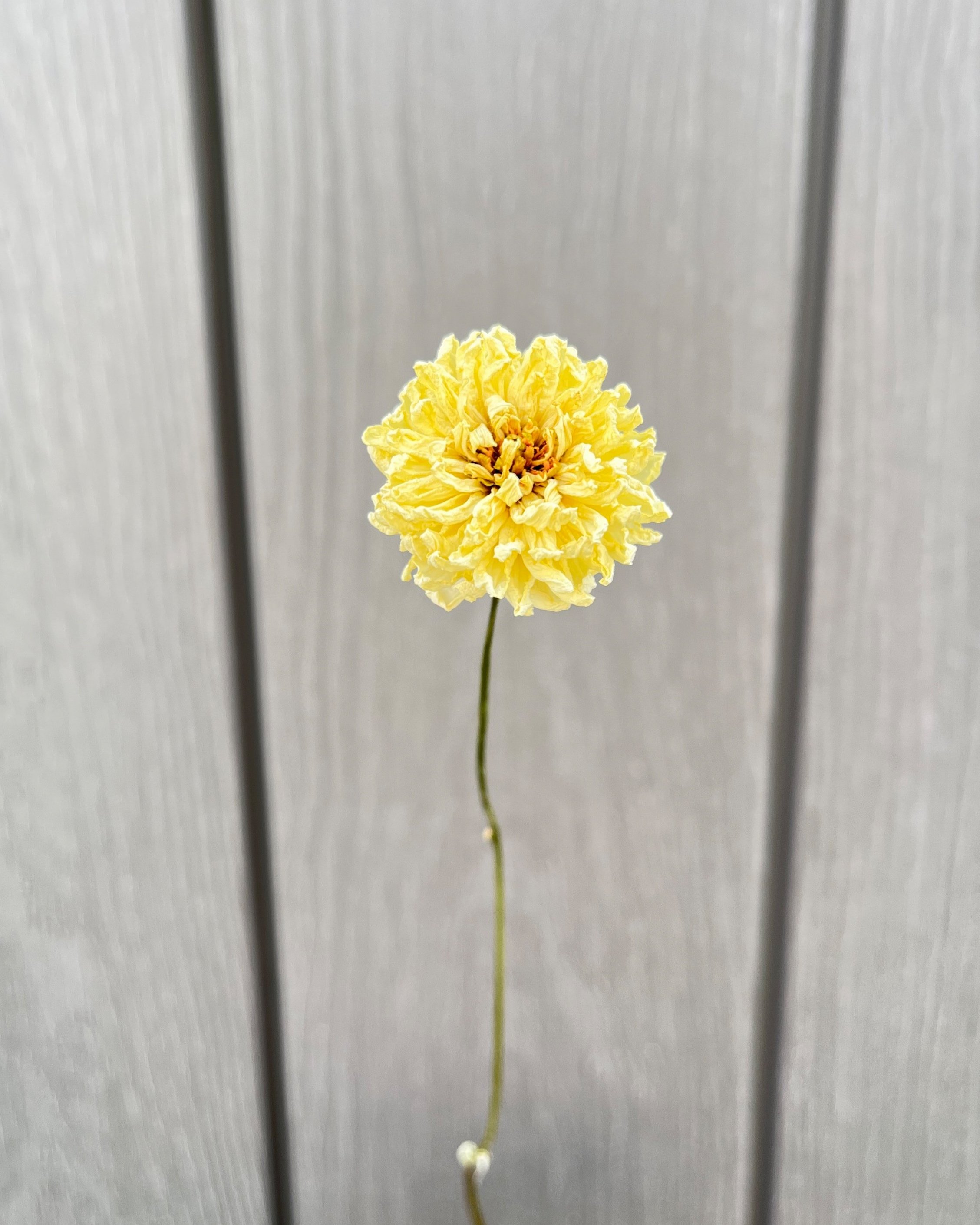 Cream Dried Dahlia Flower