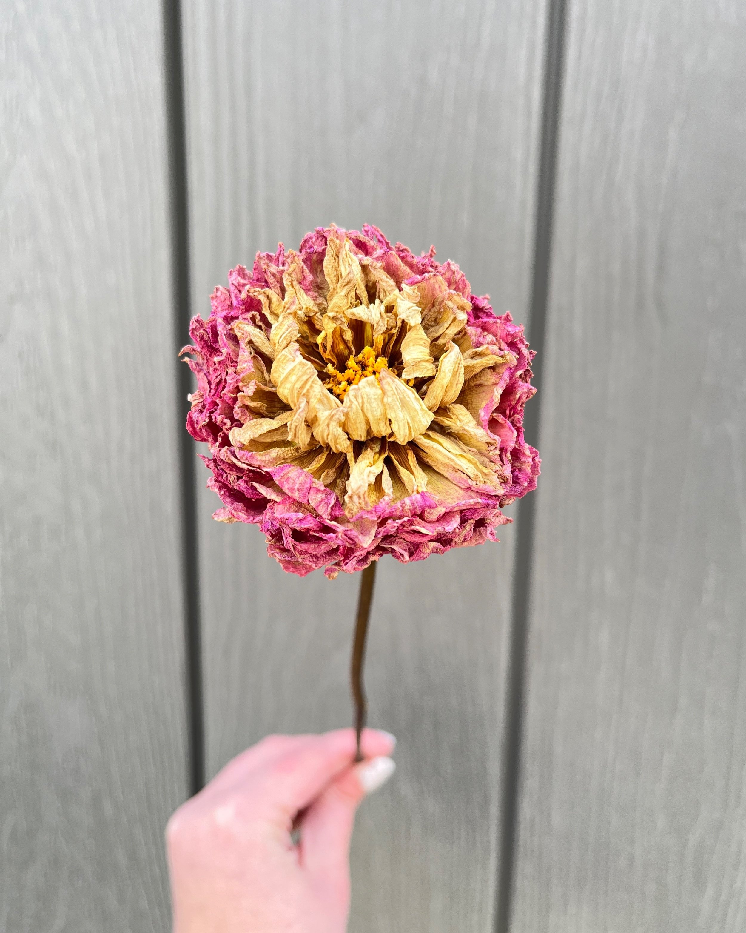 Pink Purple Cream Dried Dahlia Flower