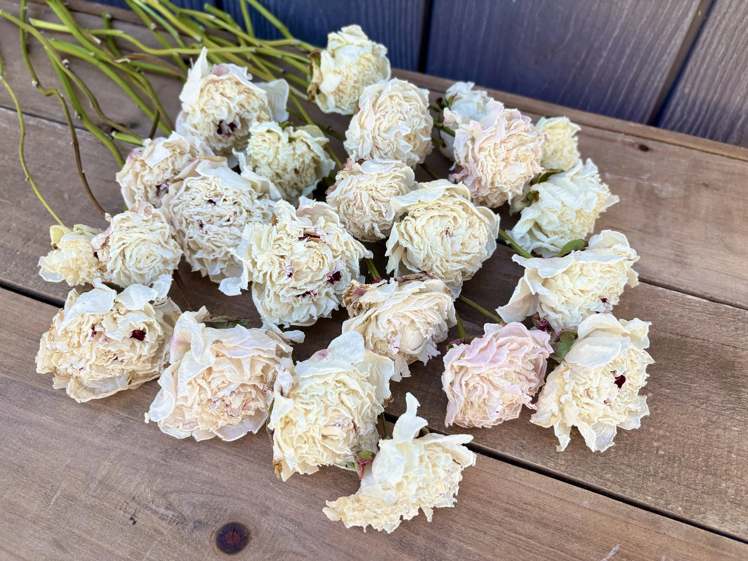Dried Peony Flowers in Cream