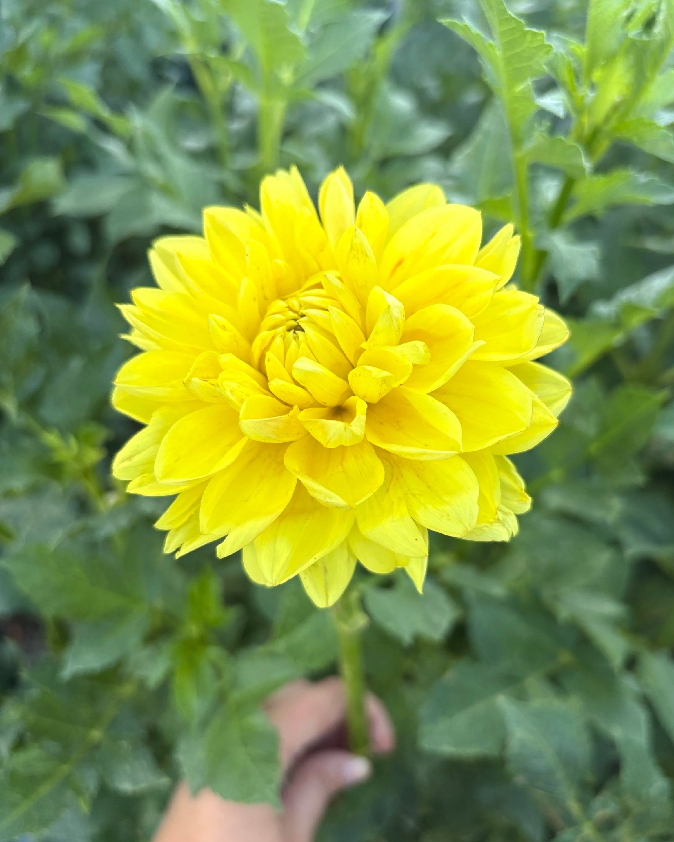 Monet Glory Dahlia Tuber