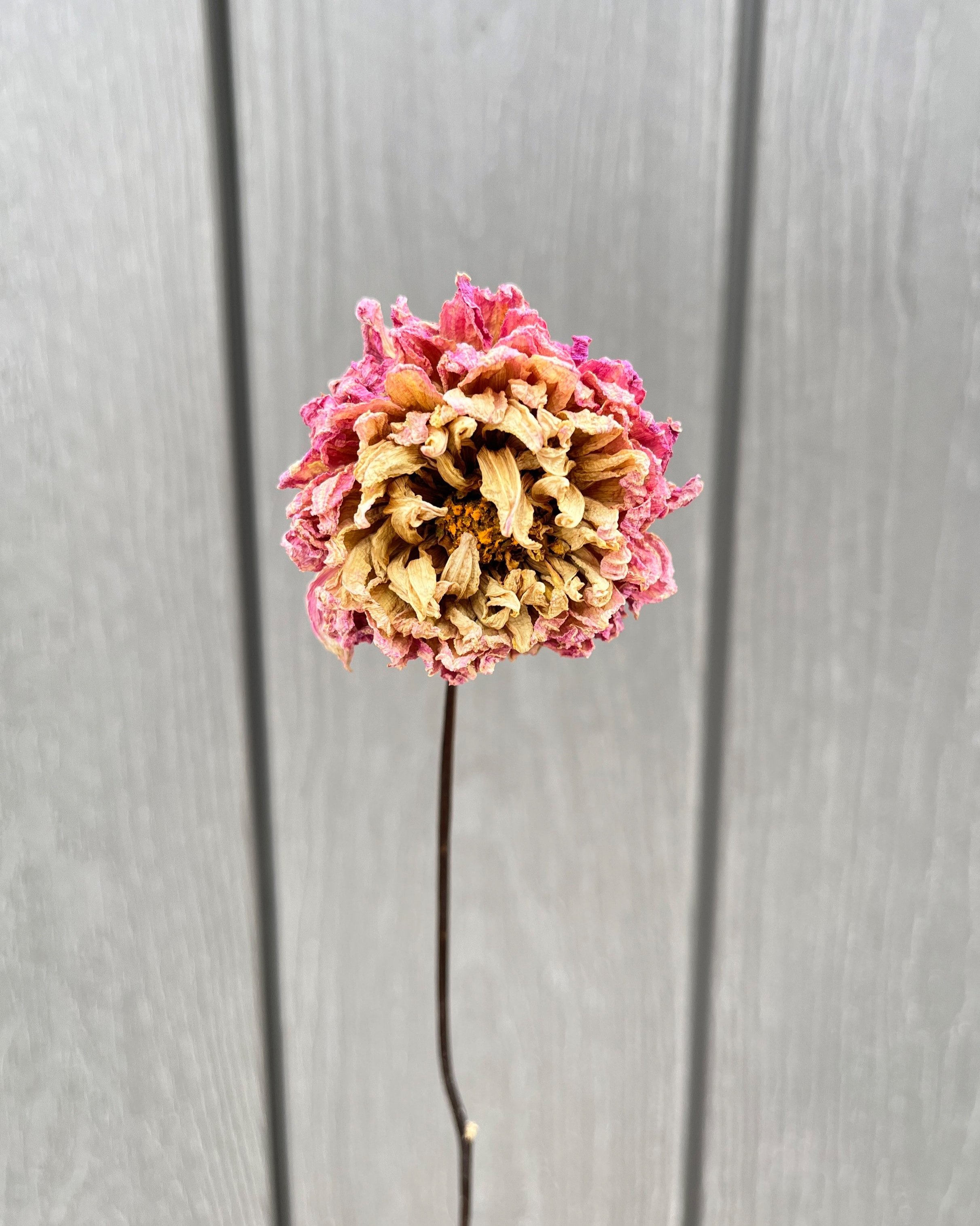 Pink Purple Cream Dried Dahlia Flower