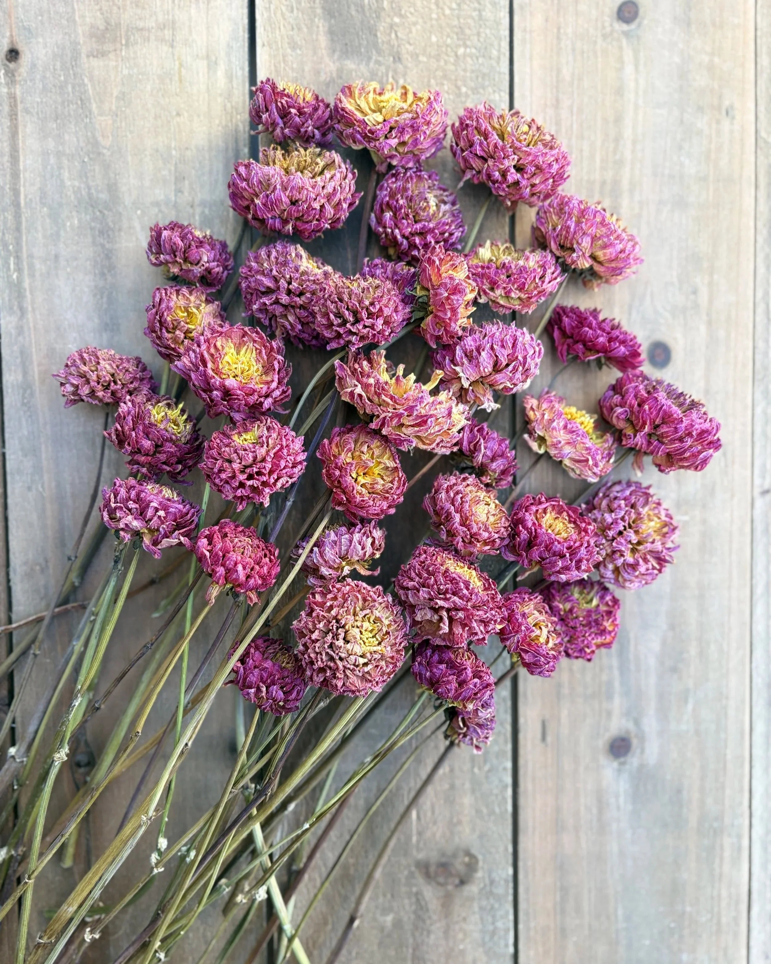 Purple Pink Dried Dahlia Flowers