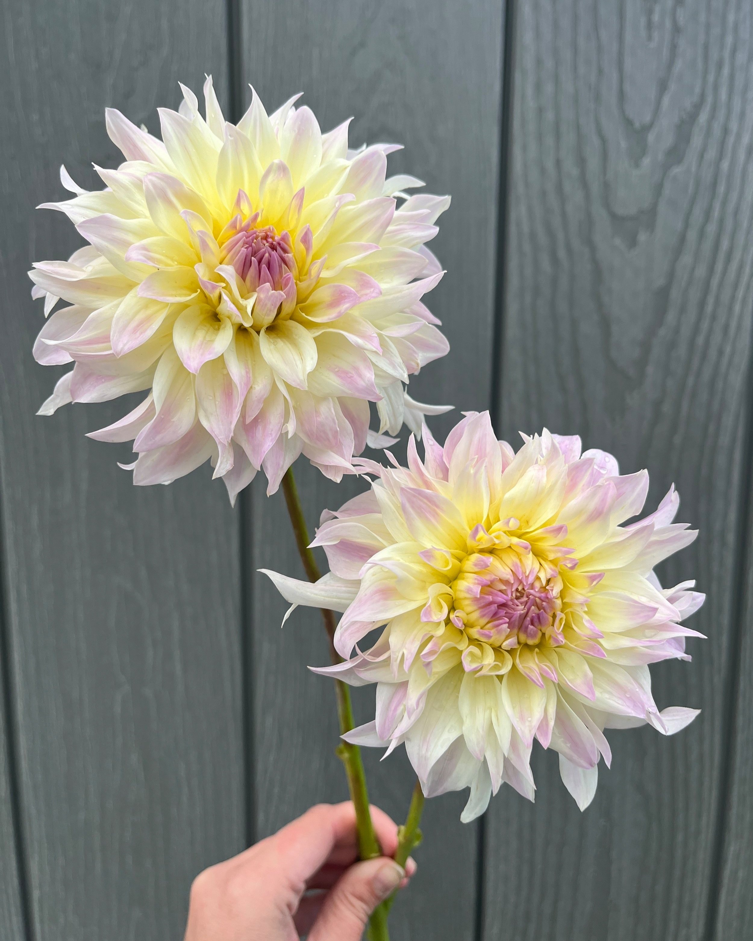 Tahoma Early Dawn: A White with Yellow and Lavender Informal Decorative Dahlia Flower