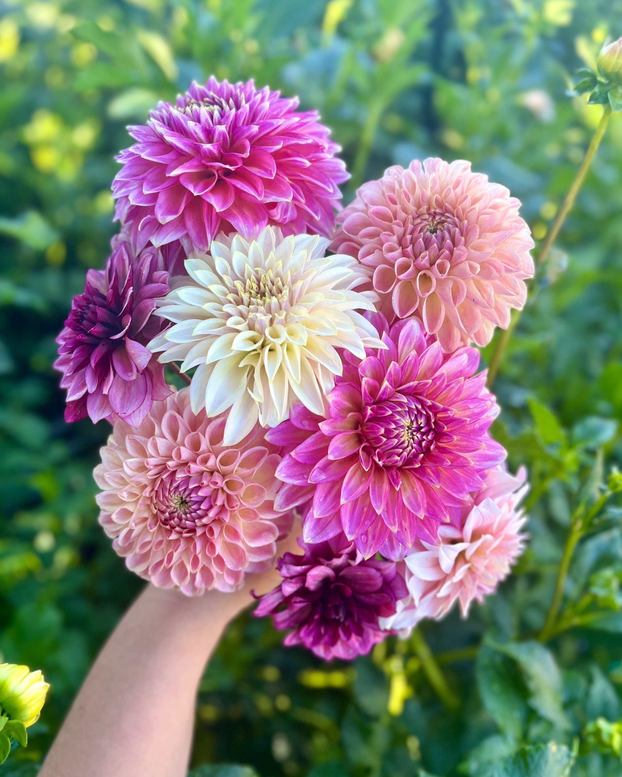 Dahlia Flower Bouquet