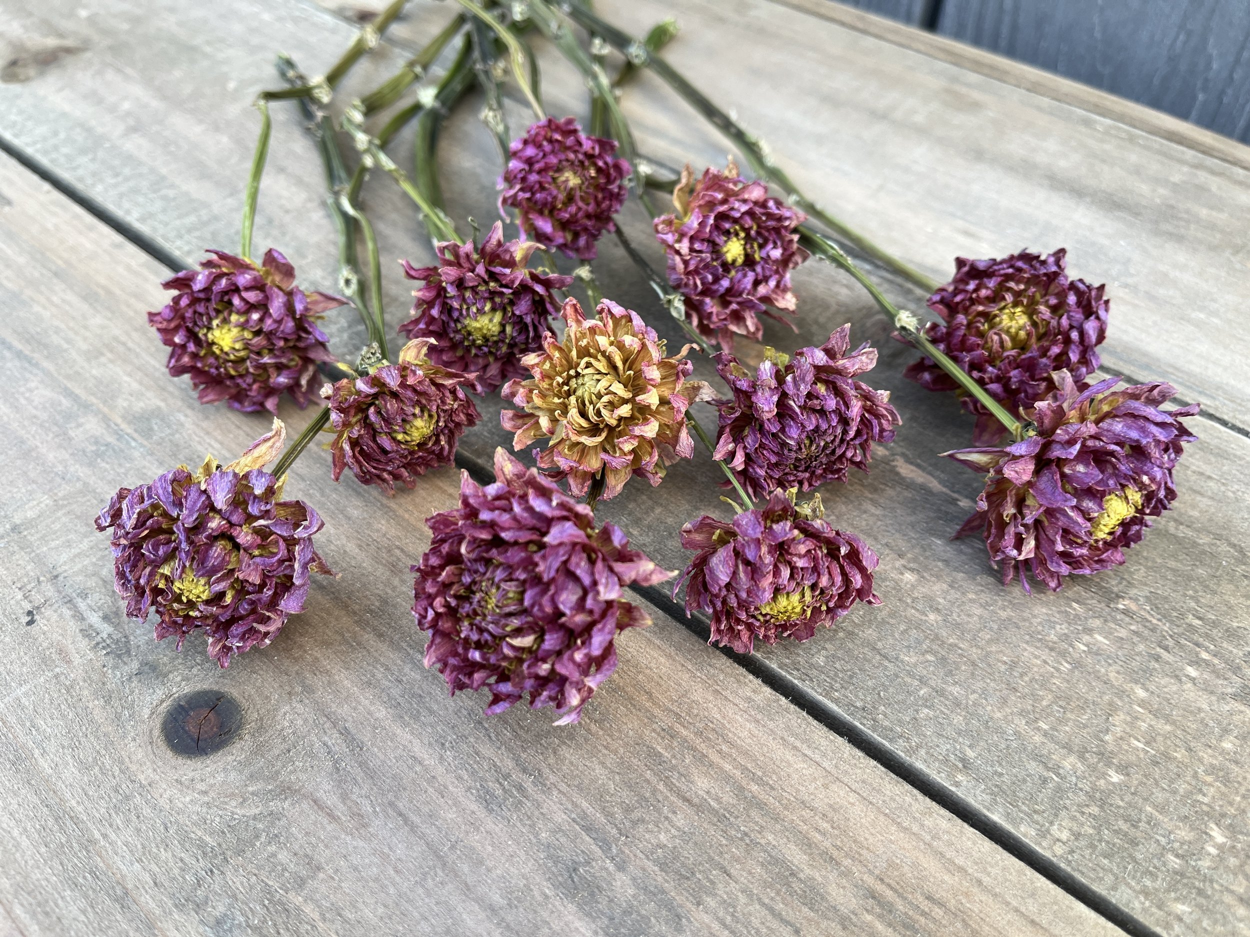 Pink Purple Dried Dahlia Flowers