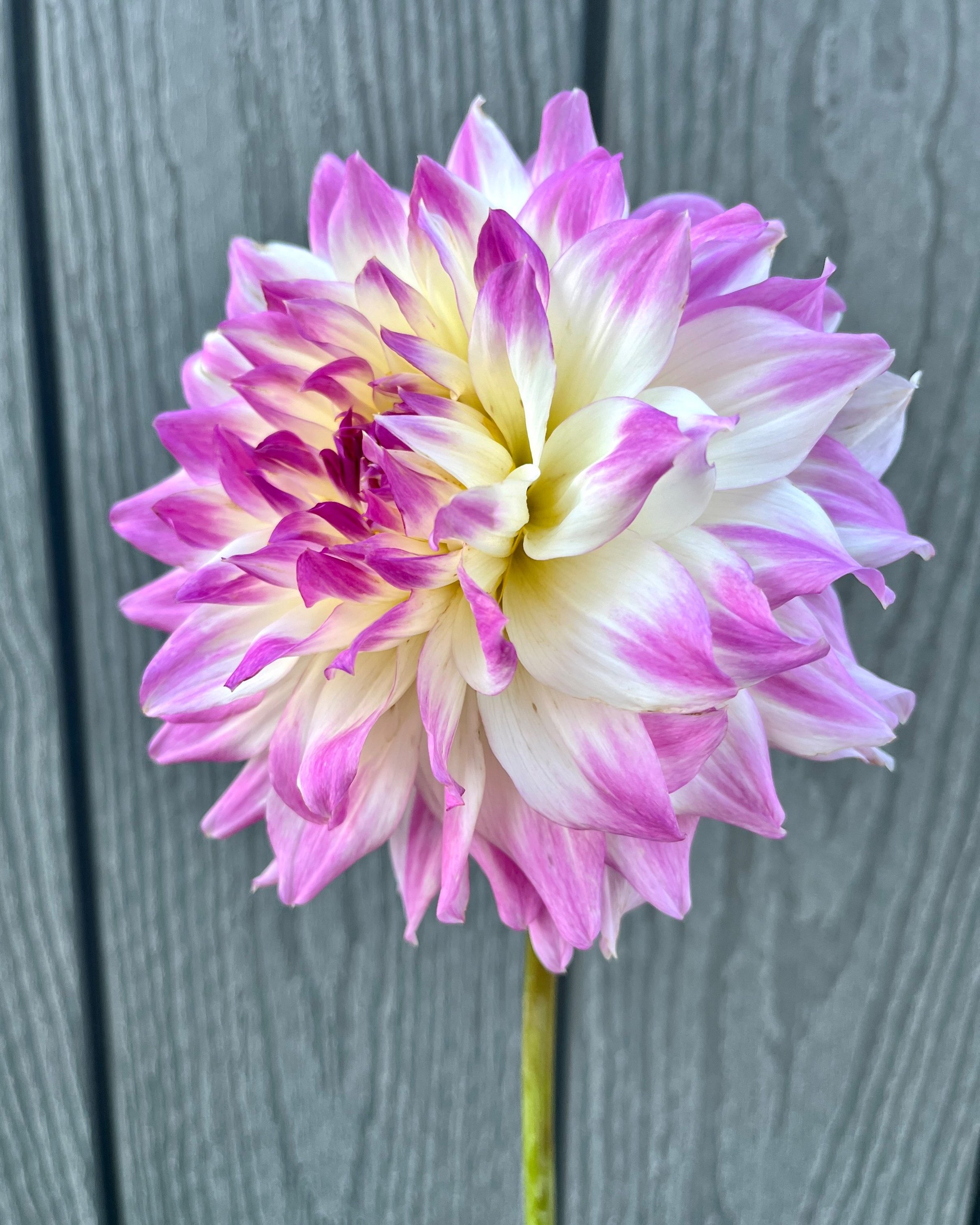 April Dawn: Pink and White Dahlia Flower