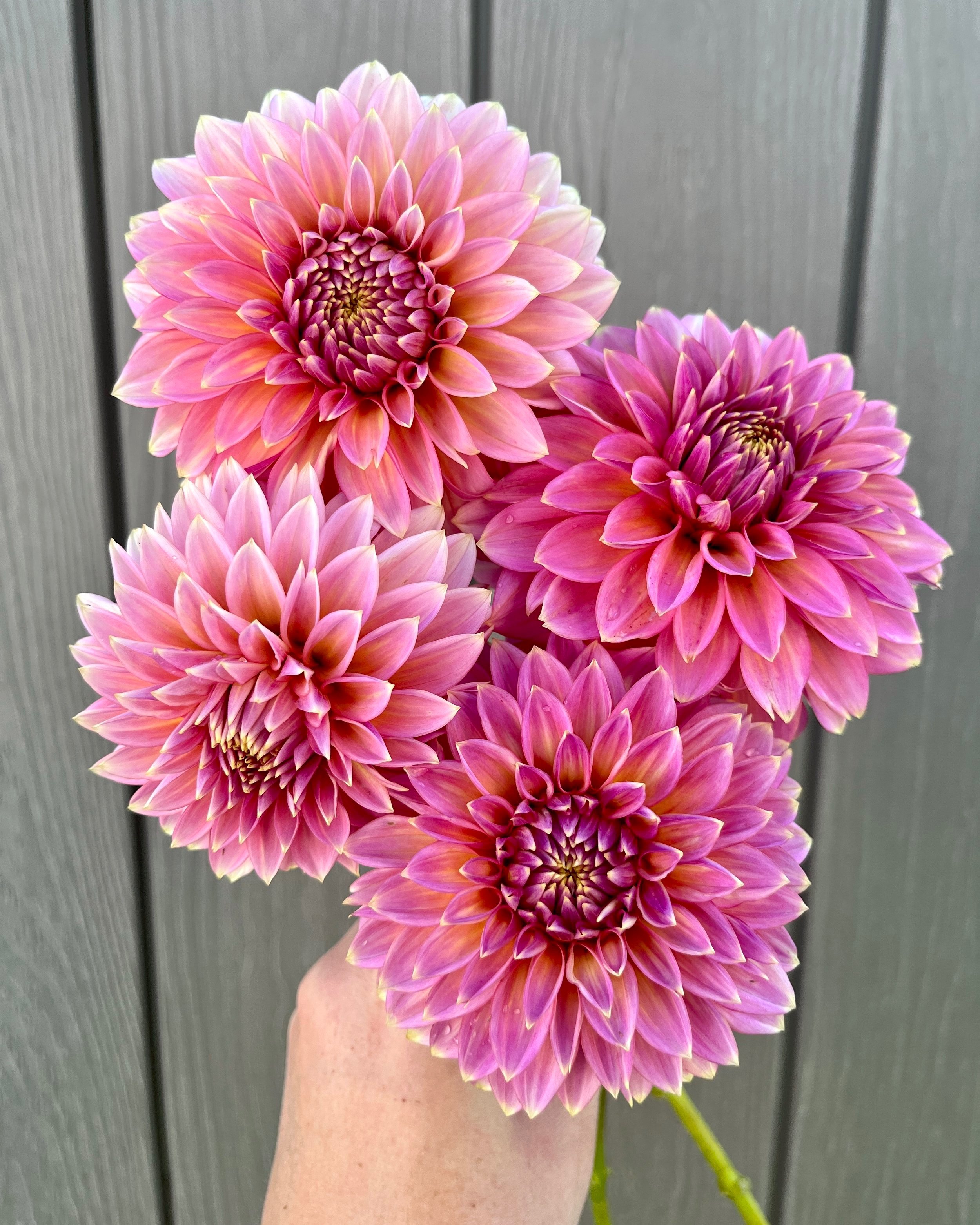 Bloomquist Mojo: Bright Pink Dahlia Flower (Copy)