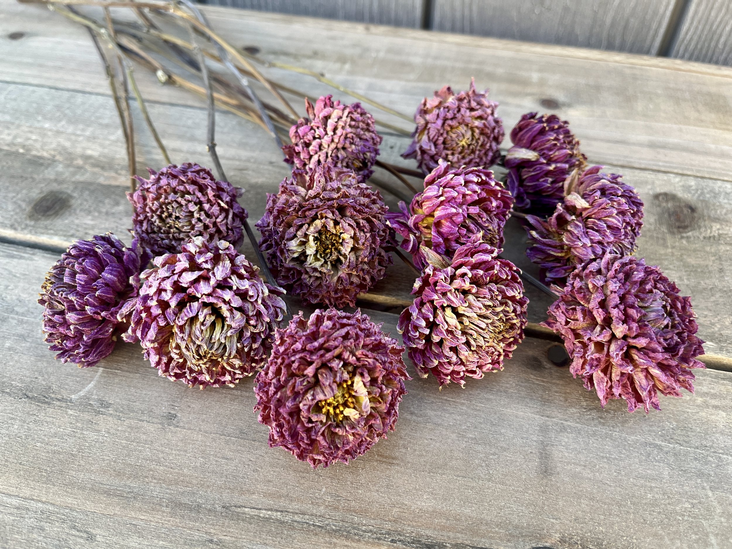 Purple Pink Dried Dahlia Flowers