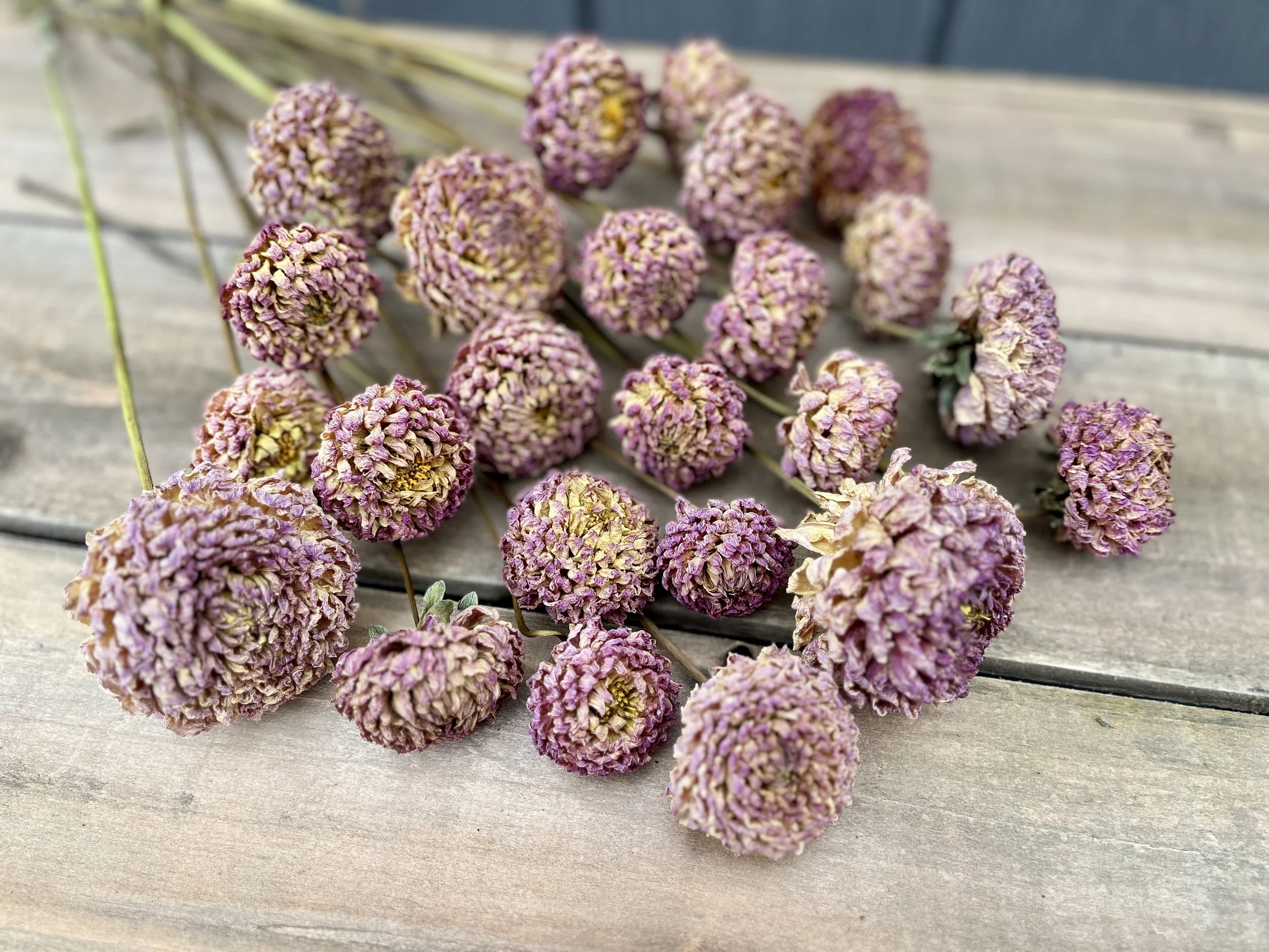 Mauve Dried Dahlia Flowers