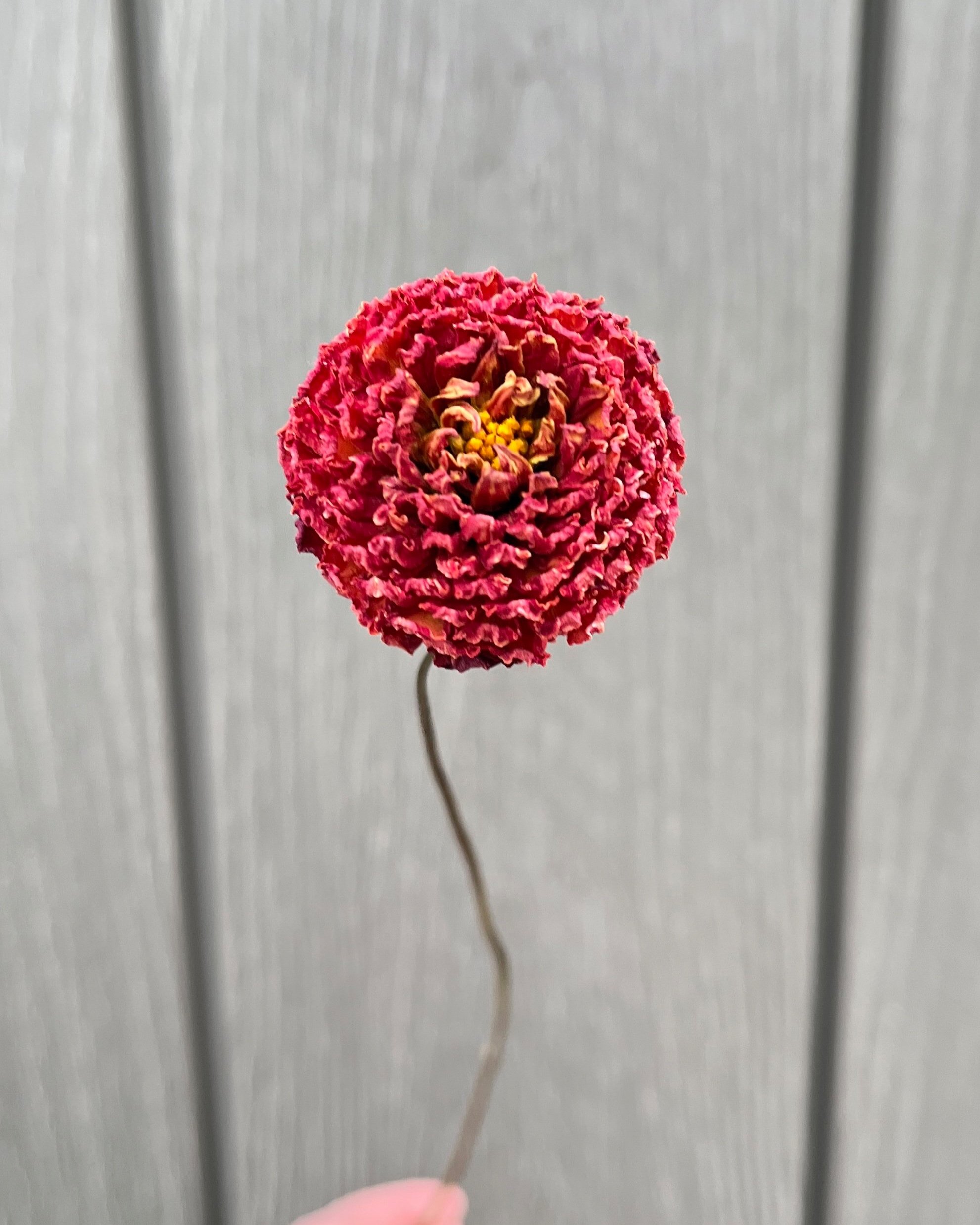 Red Dried Dahlia Flower
