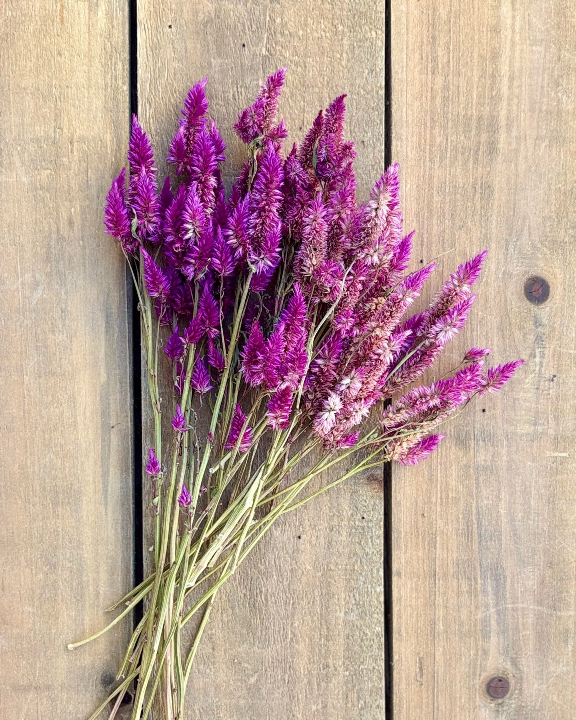 Purple Dried Celosia Flowers
