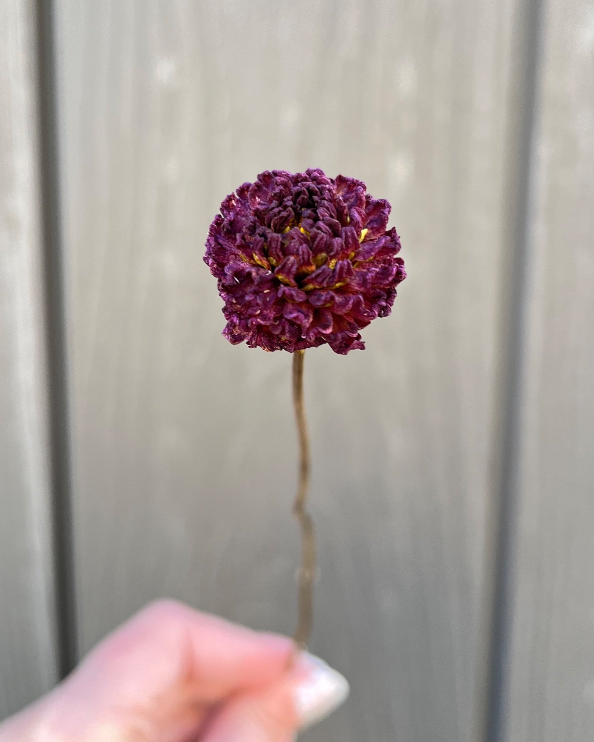 Dark Purple Burgundy Dried Dahlia Flower