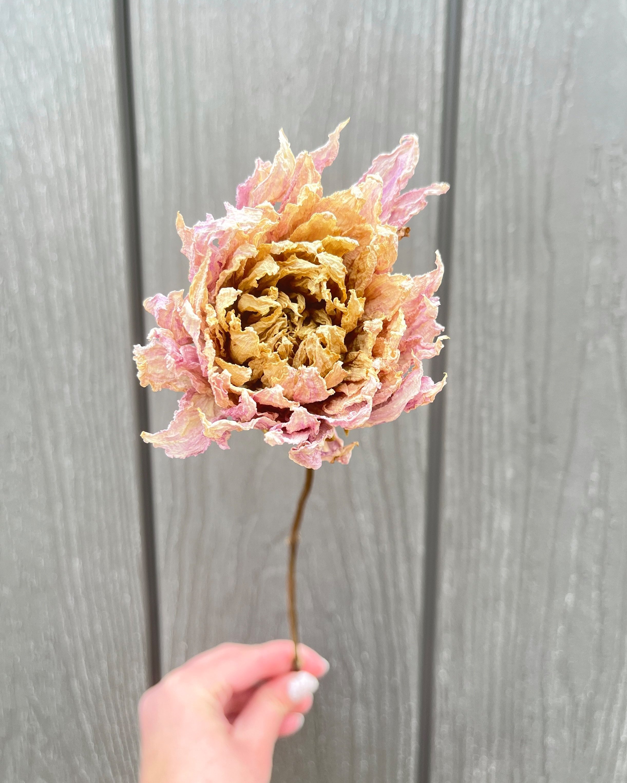 Pink Purple Dried Dahlia Flower
