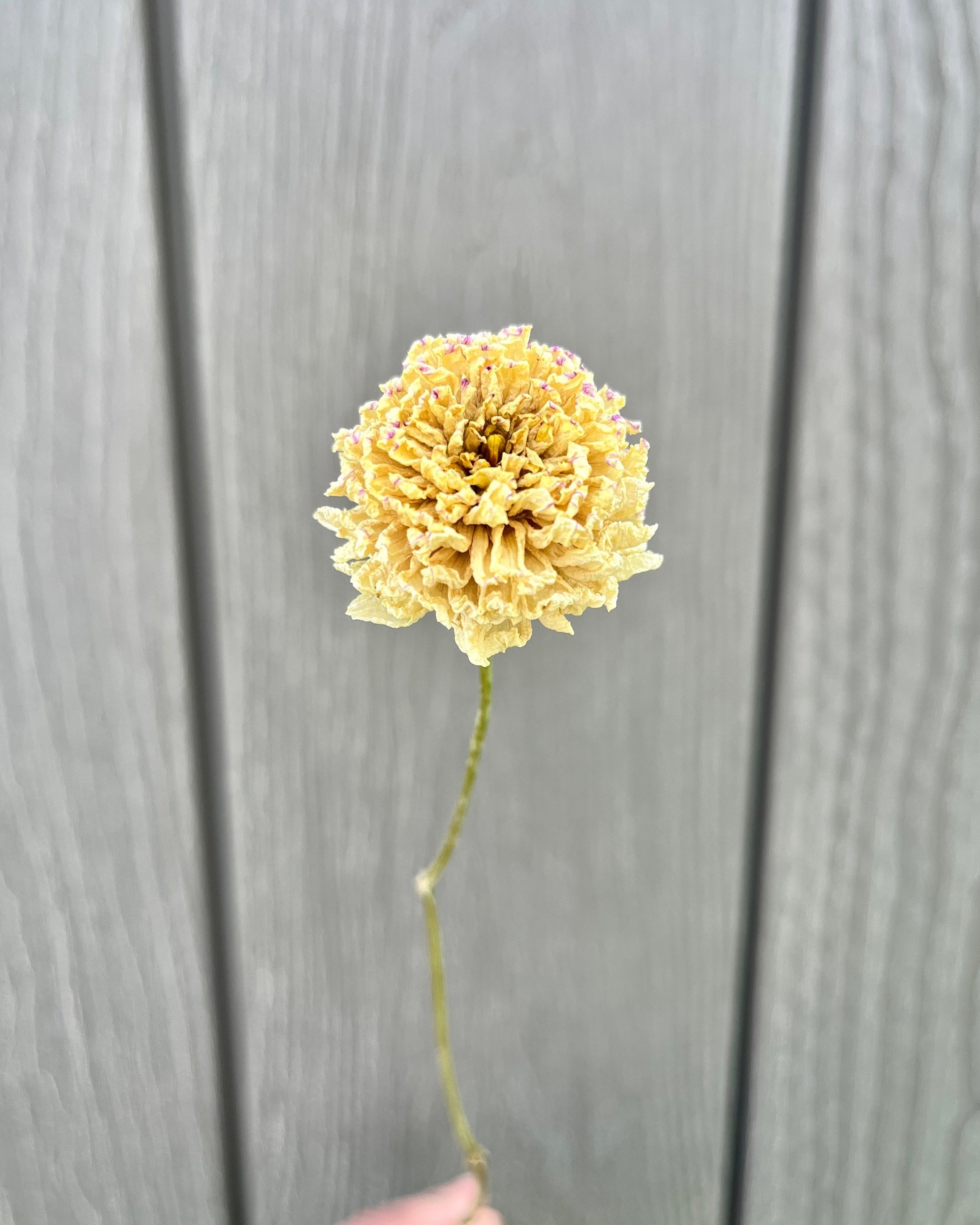 Soft Yellow, Cream Dried Dahlia Flower