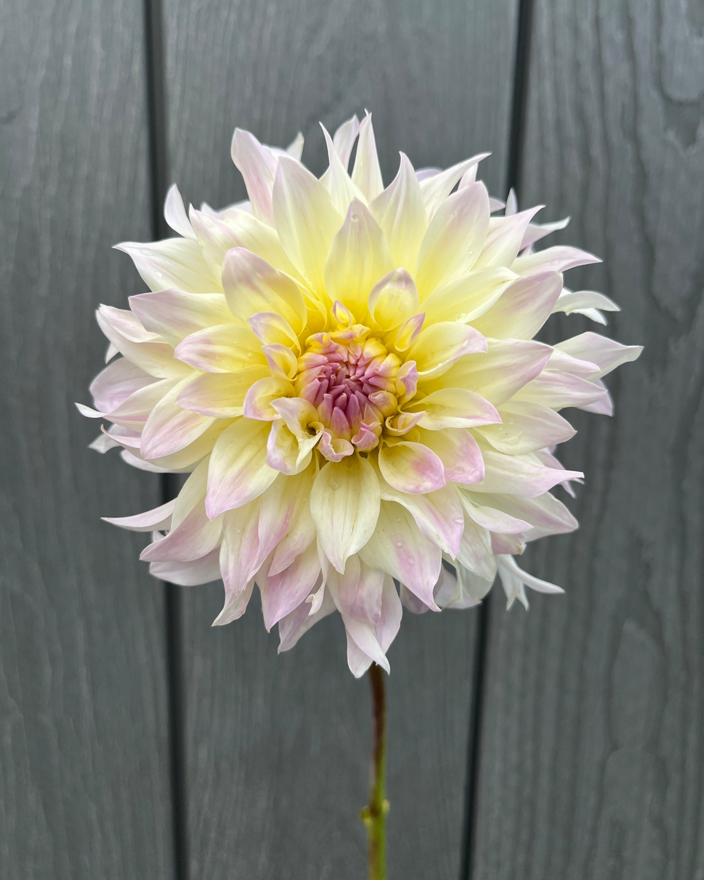 Tahoma Early Dawn: A White with Yellow and Lavender Informal Decorative Dahlia Flower