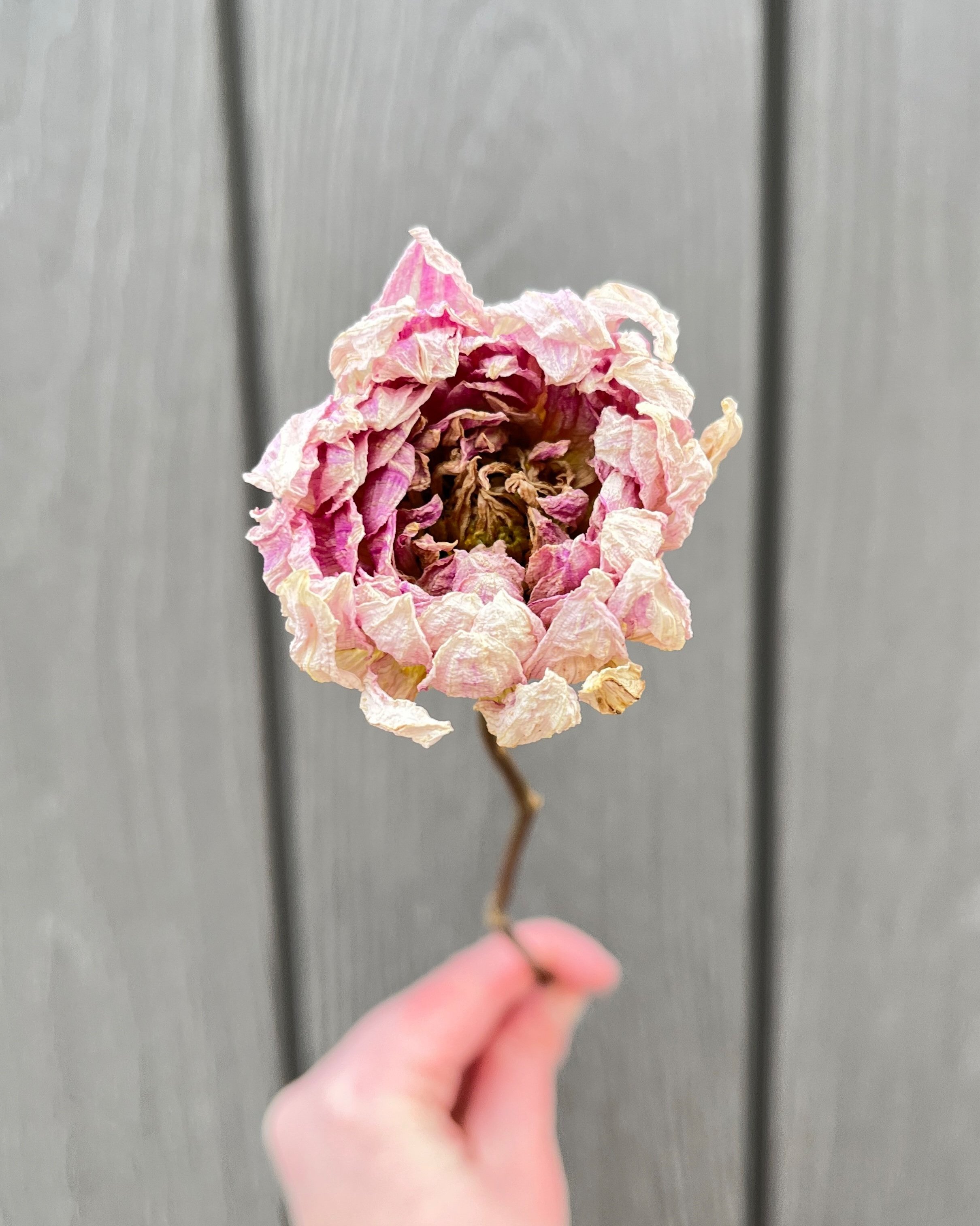 Cream Pink Dried Dahlia Flower