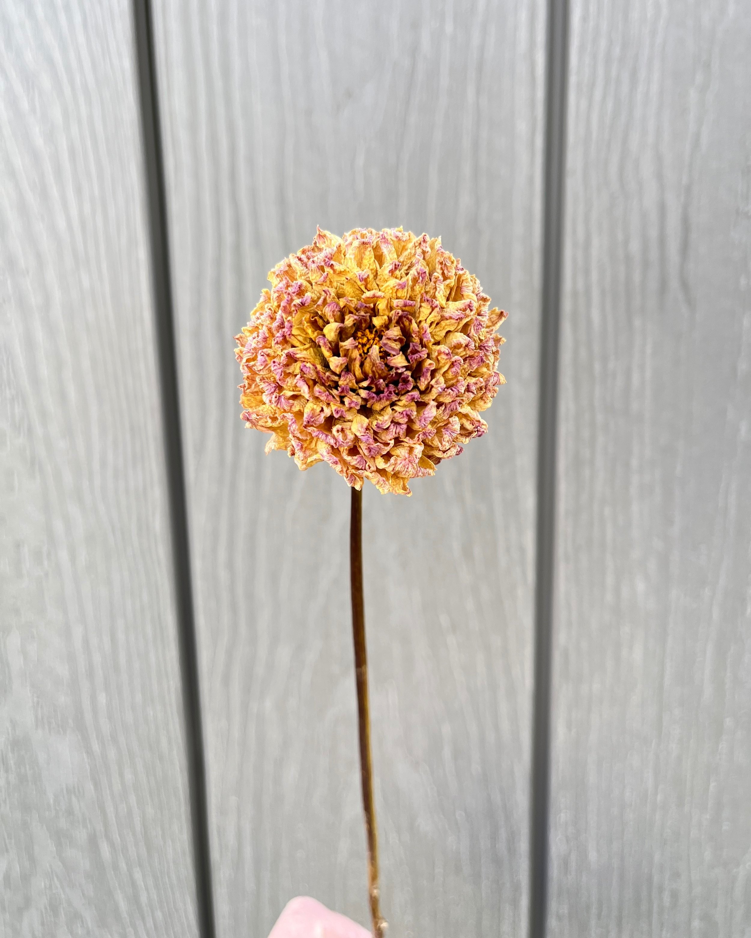 Golden Yellow Beige Dried Dahlia Flower
