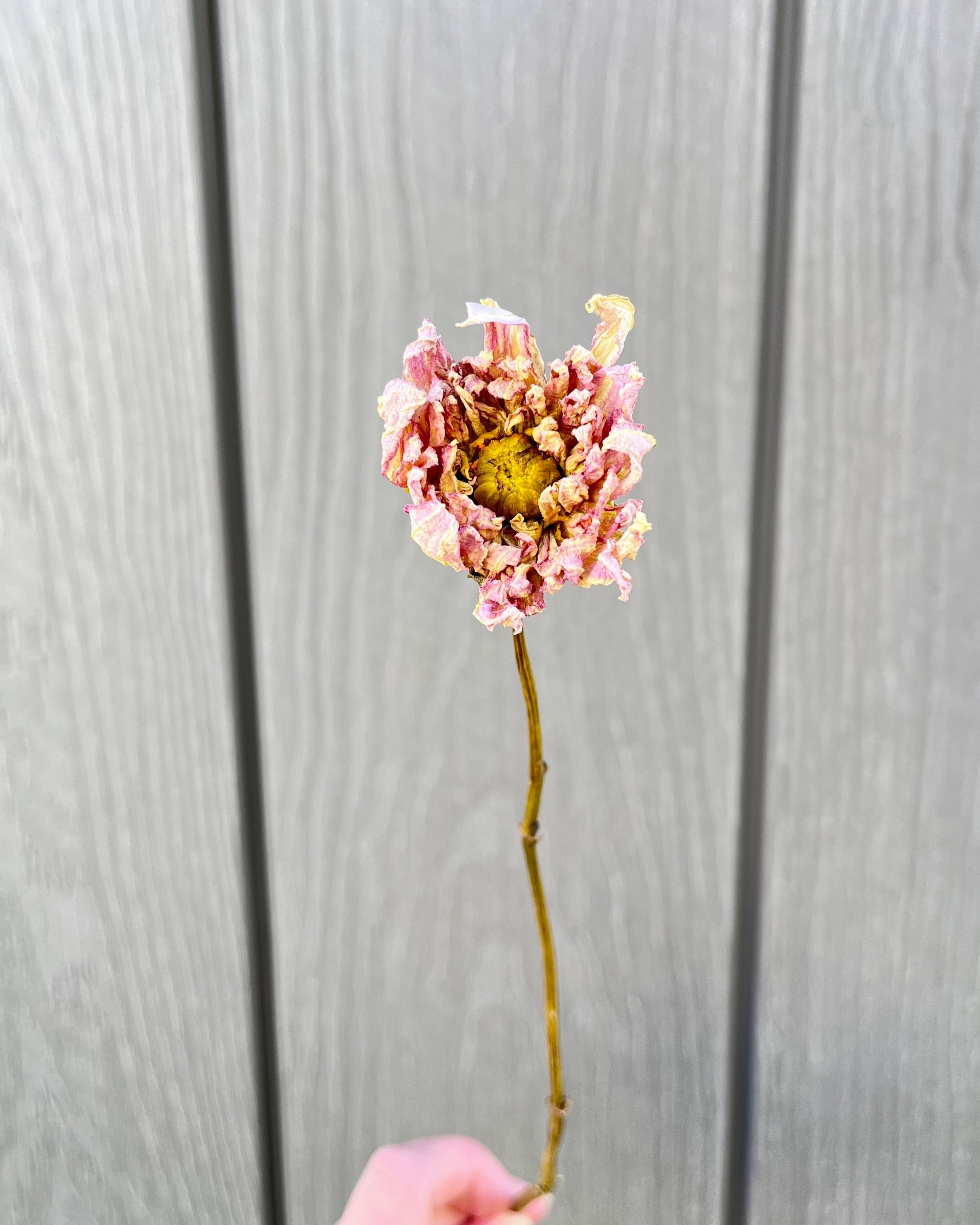 Cream Pink Dried Dahlia Flower