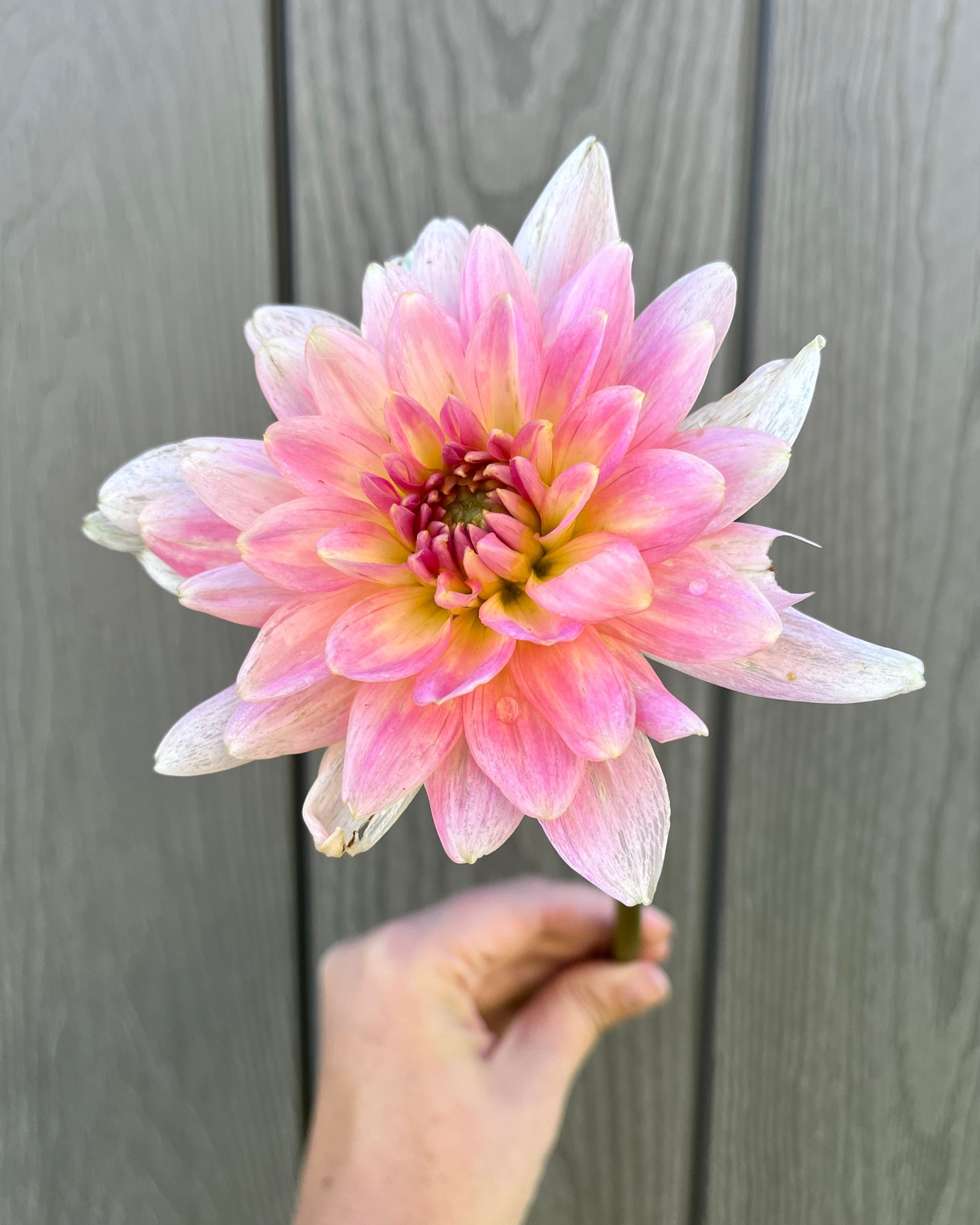 Gerrie Hoek: Pink and Cream Waterlily Dahlia Flower