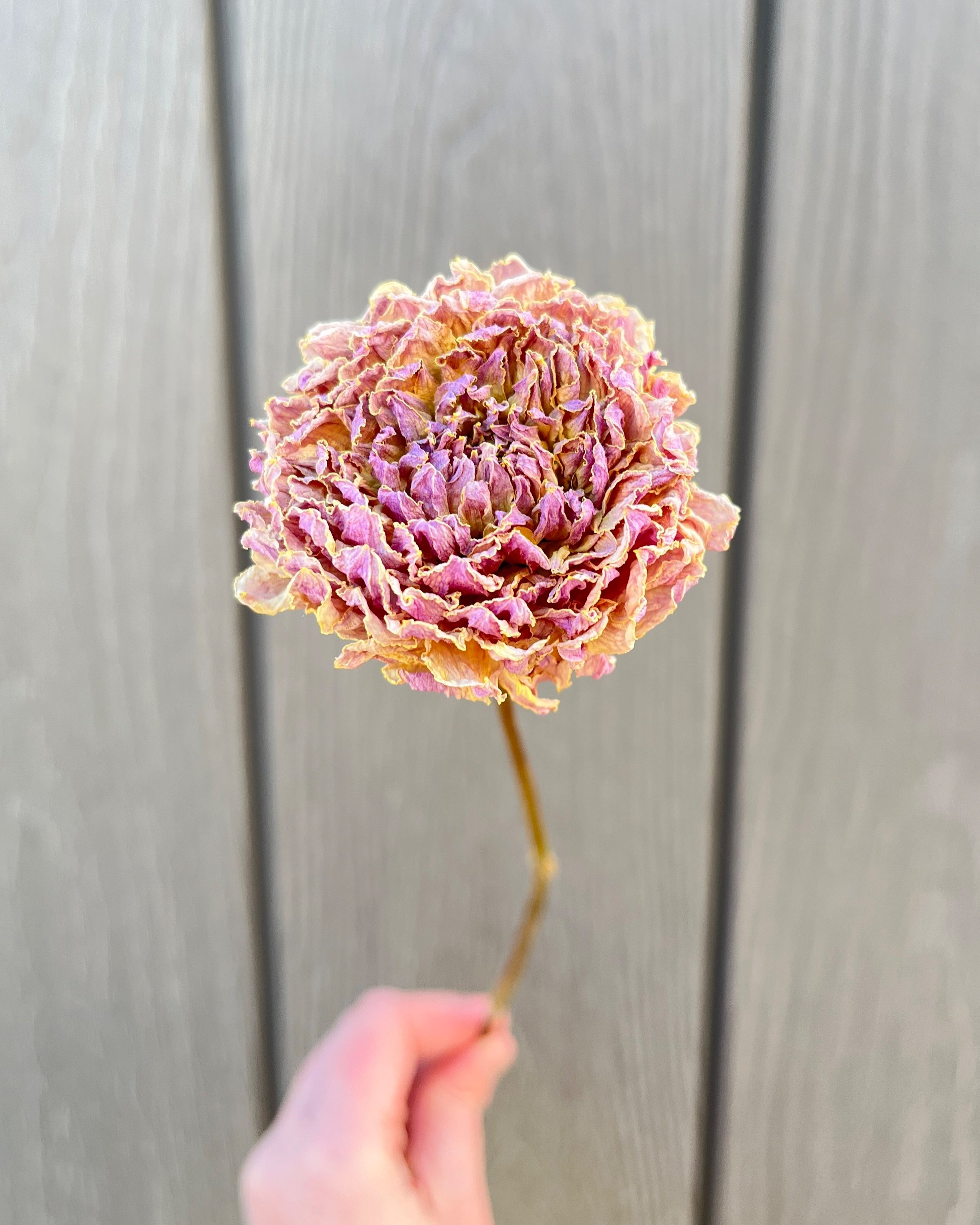 Purple Pink Dried Dahlia Flower