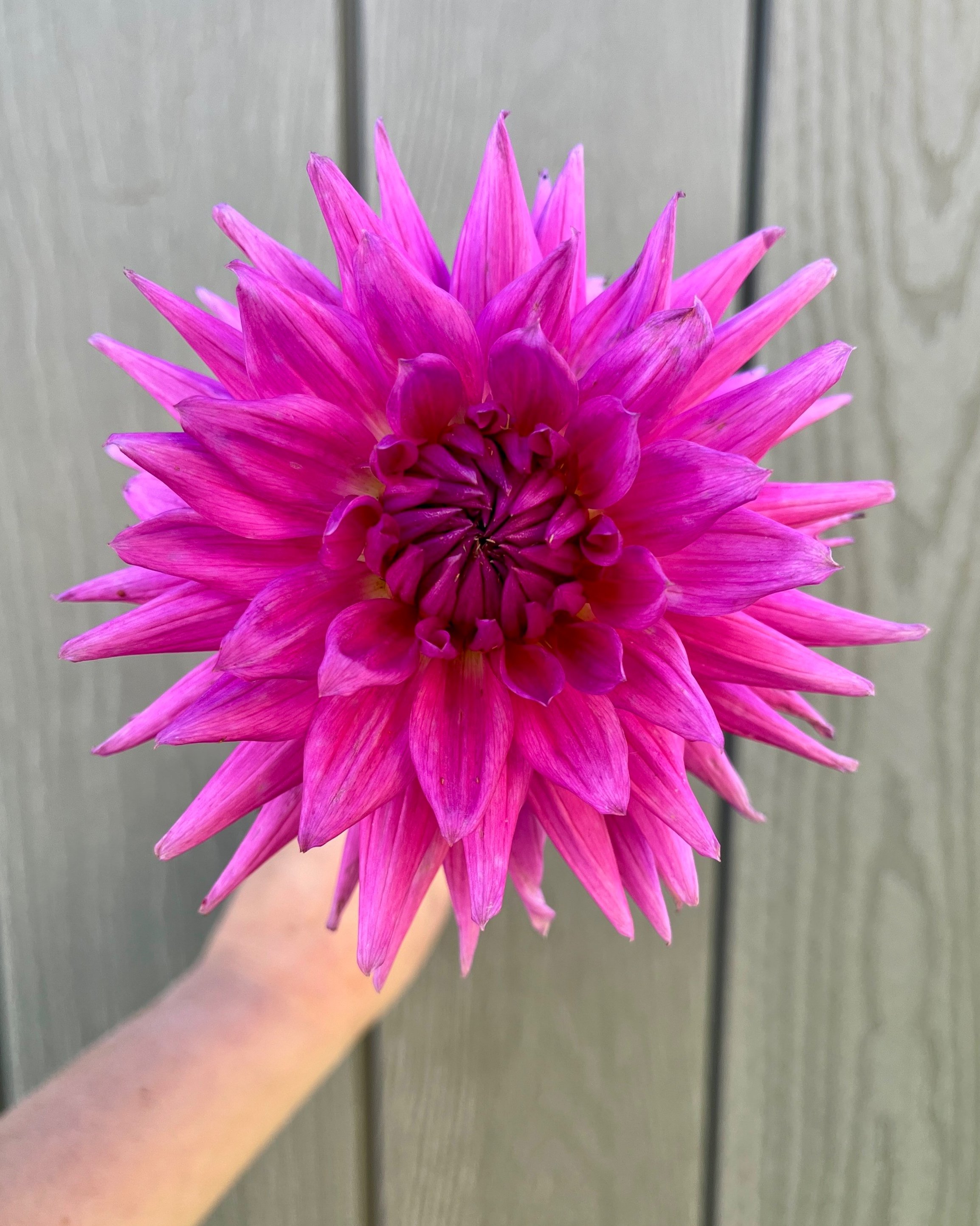 Bloomquist Laura: Bright Pink Purple Dahlia Flower