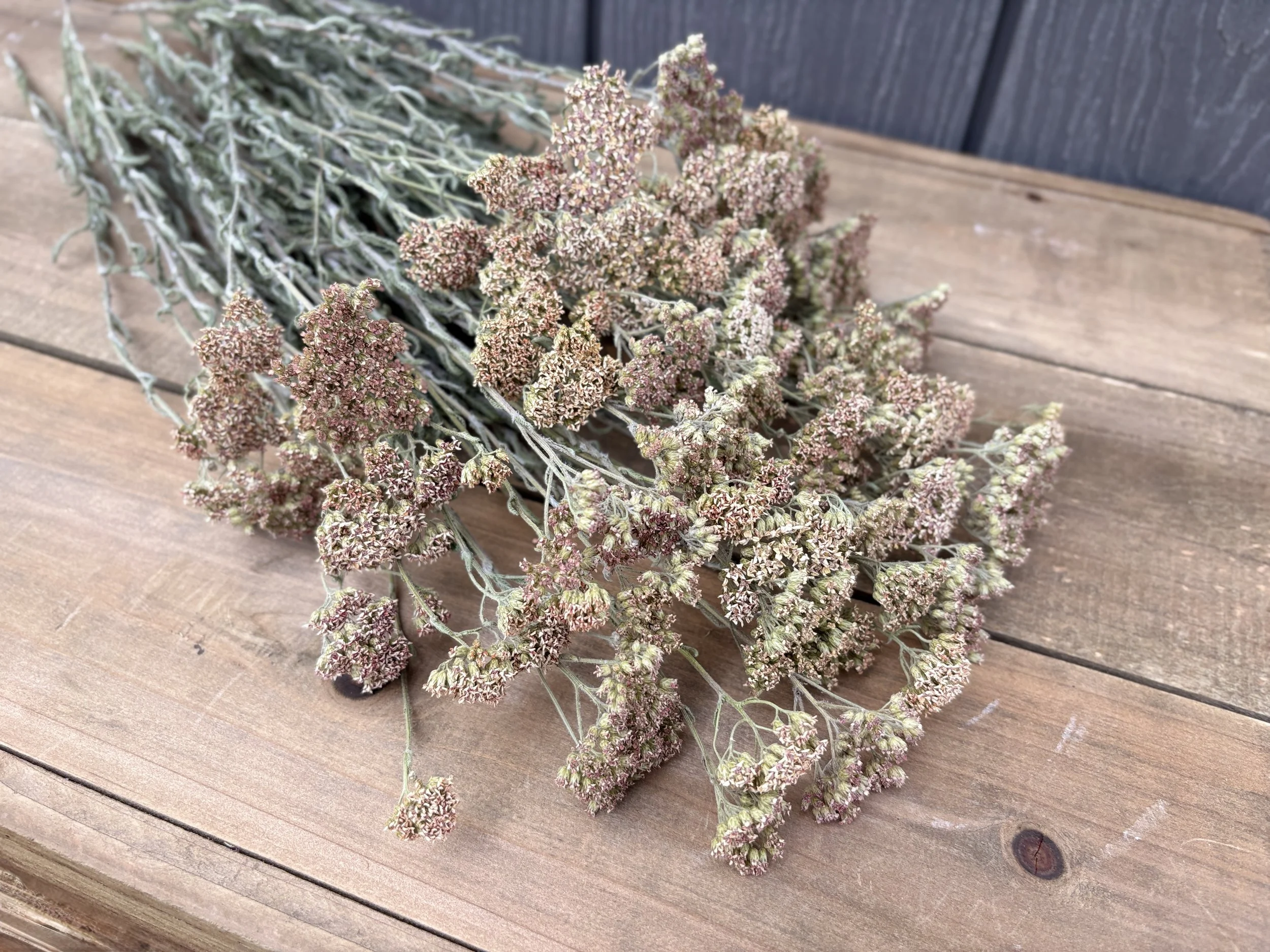 Dried Yarrow Flowers in Taupe, Beige