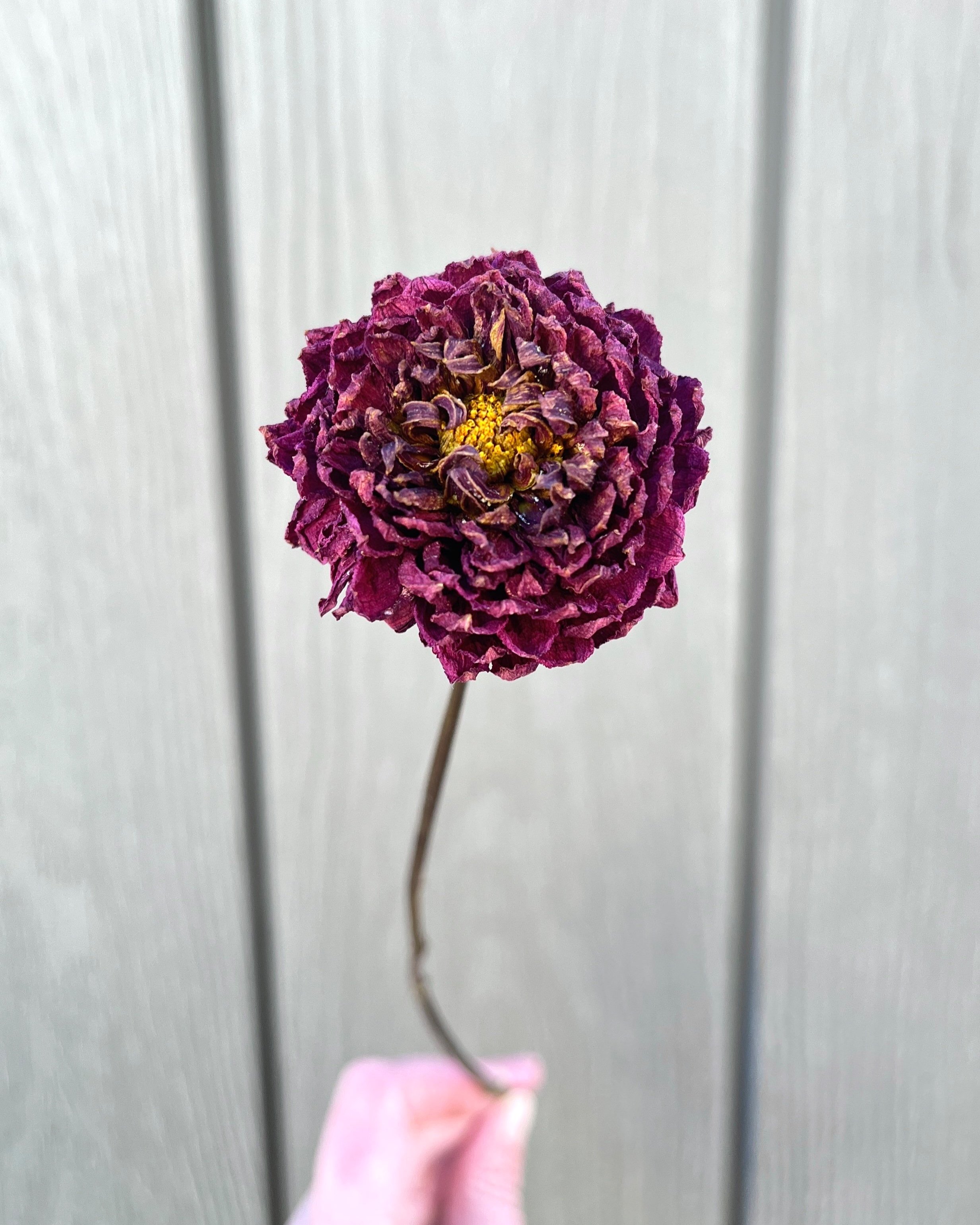 Burgundy Red Purple Dried Dahlia Flower