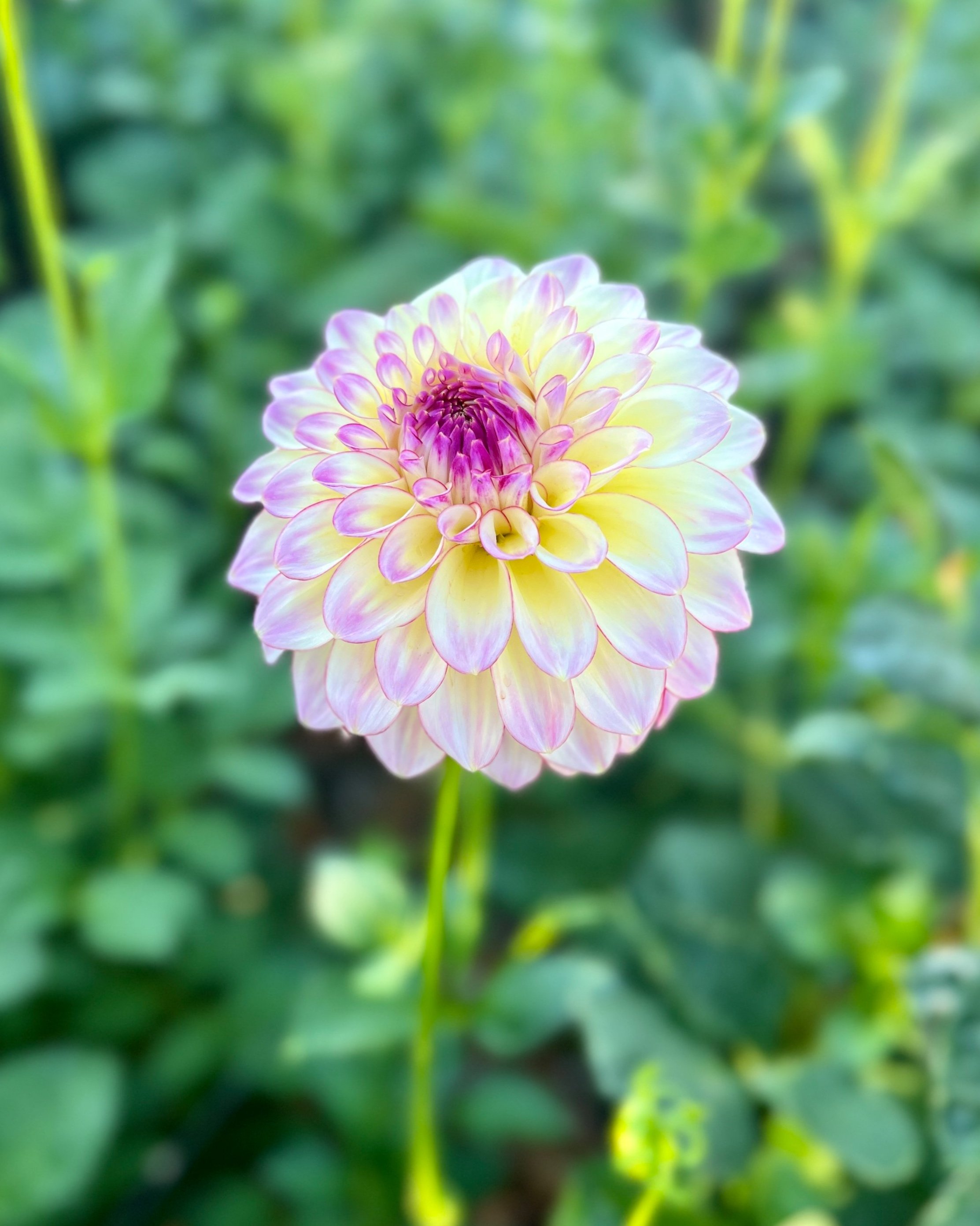 KA's™ Mocha Katie: peach red to cream magenta dahlia flower