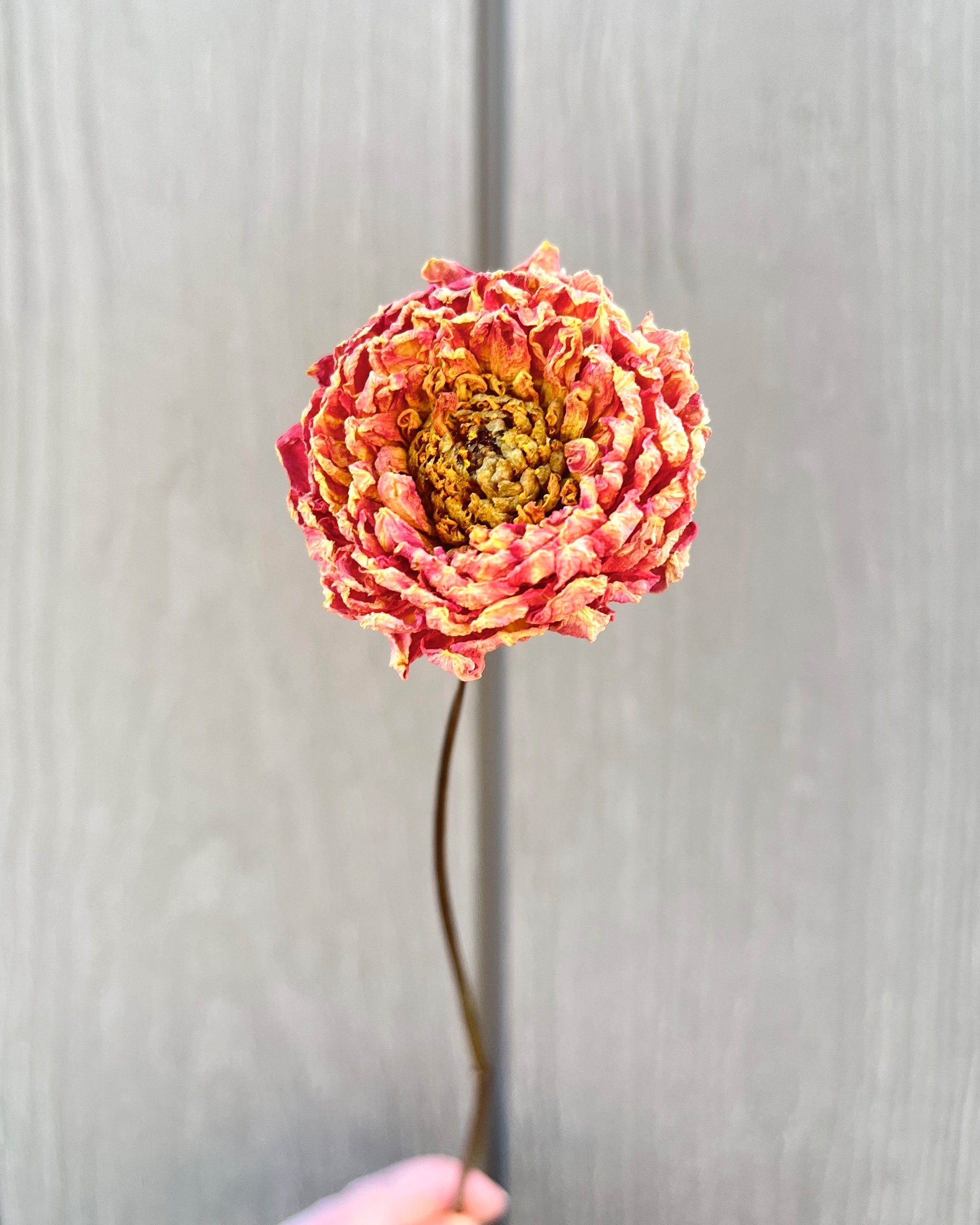 Peach Orange Dried Dahlia Flower