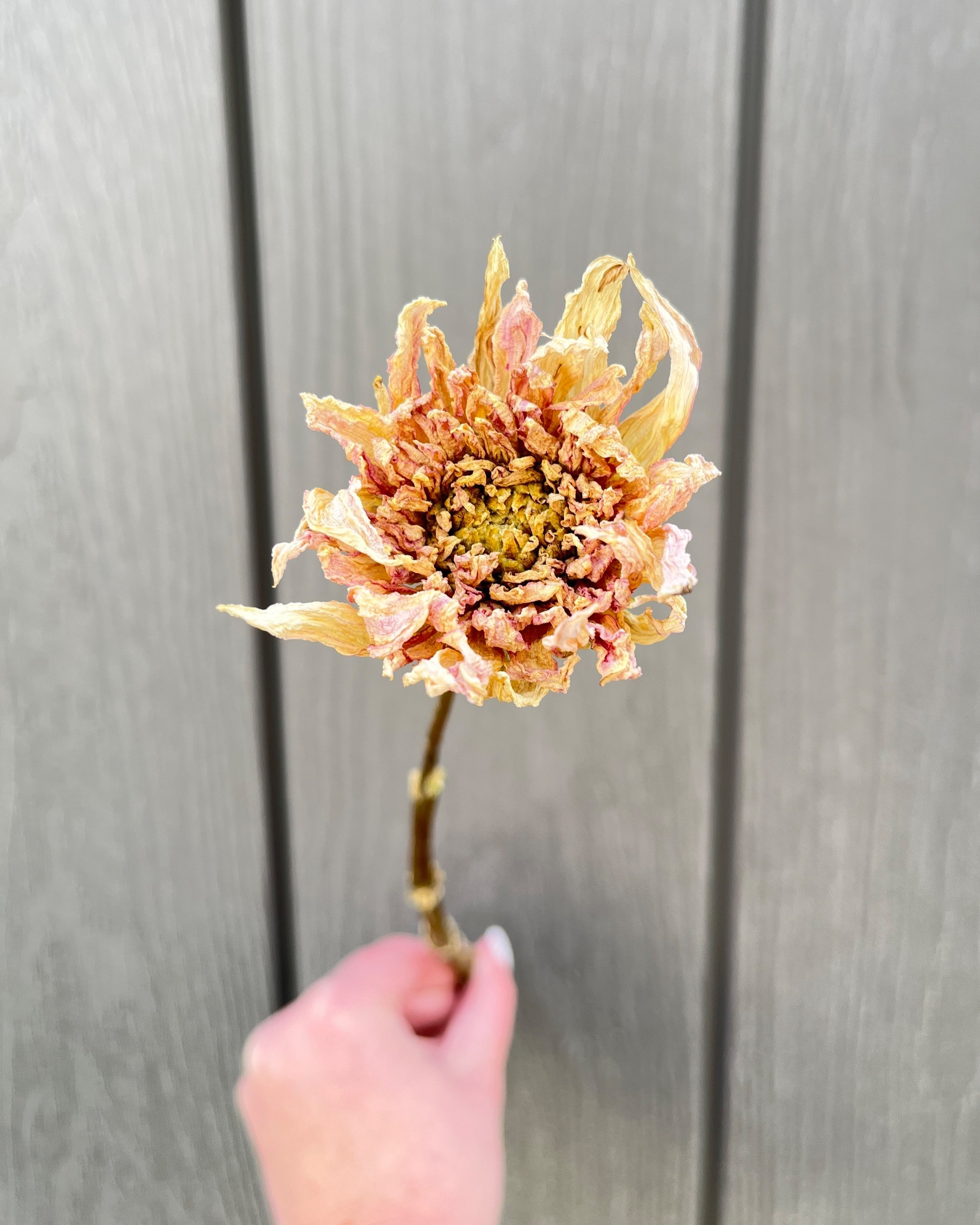 Cream Pink Dried Dahlia Flower