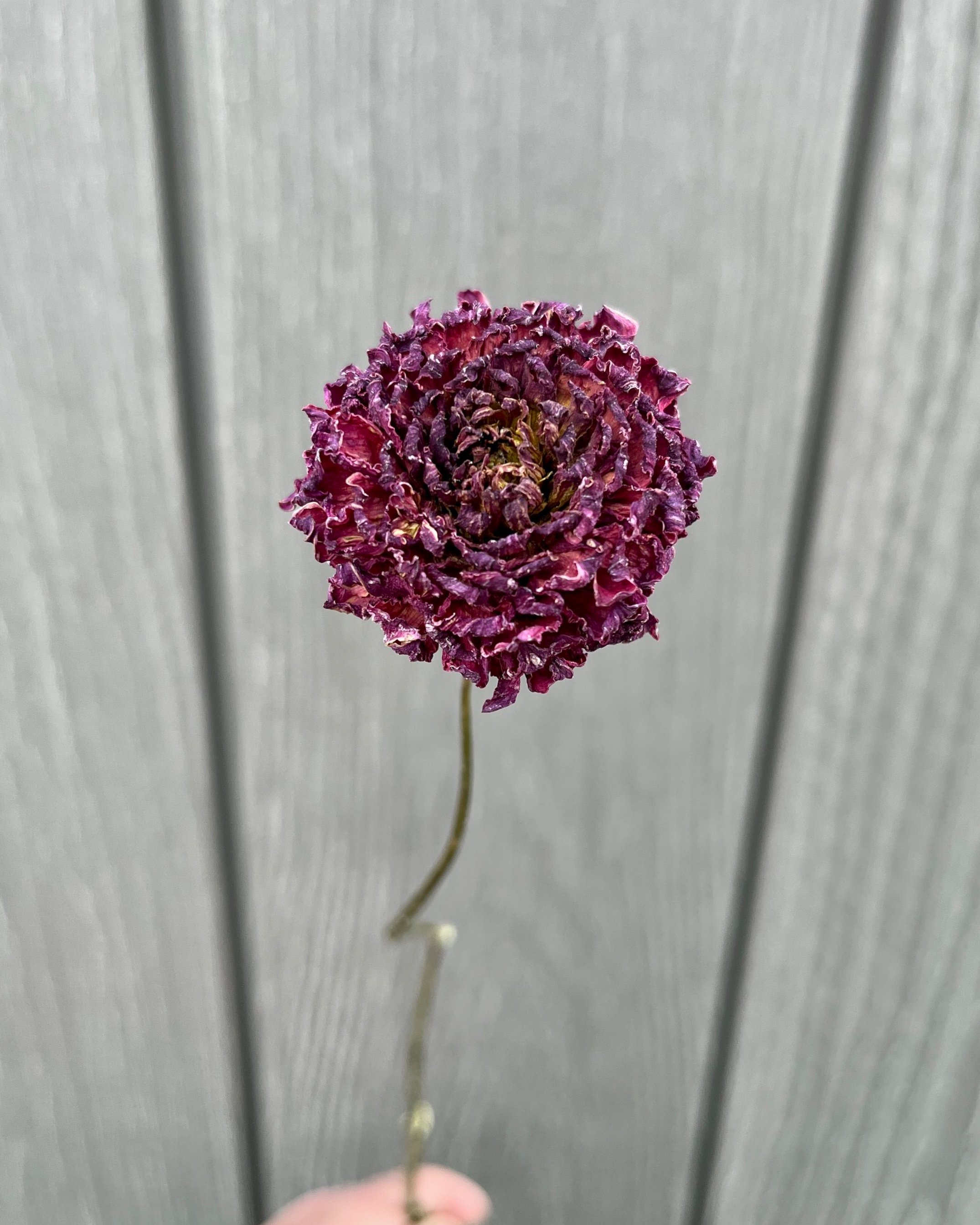 Dark Purple Dried Dahlia Flower
