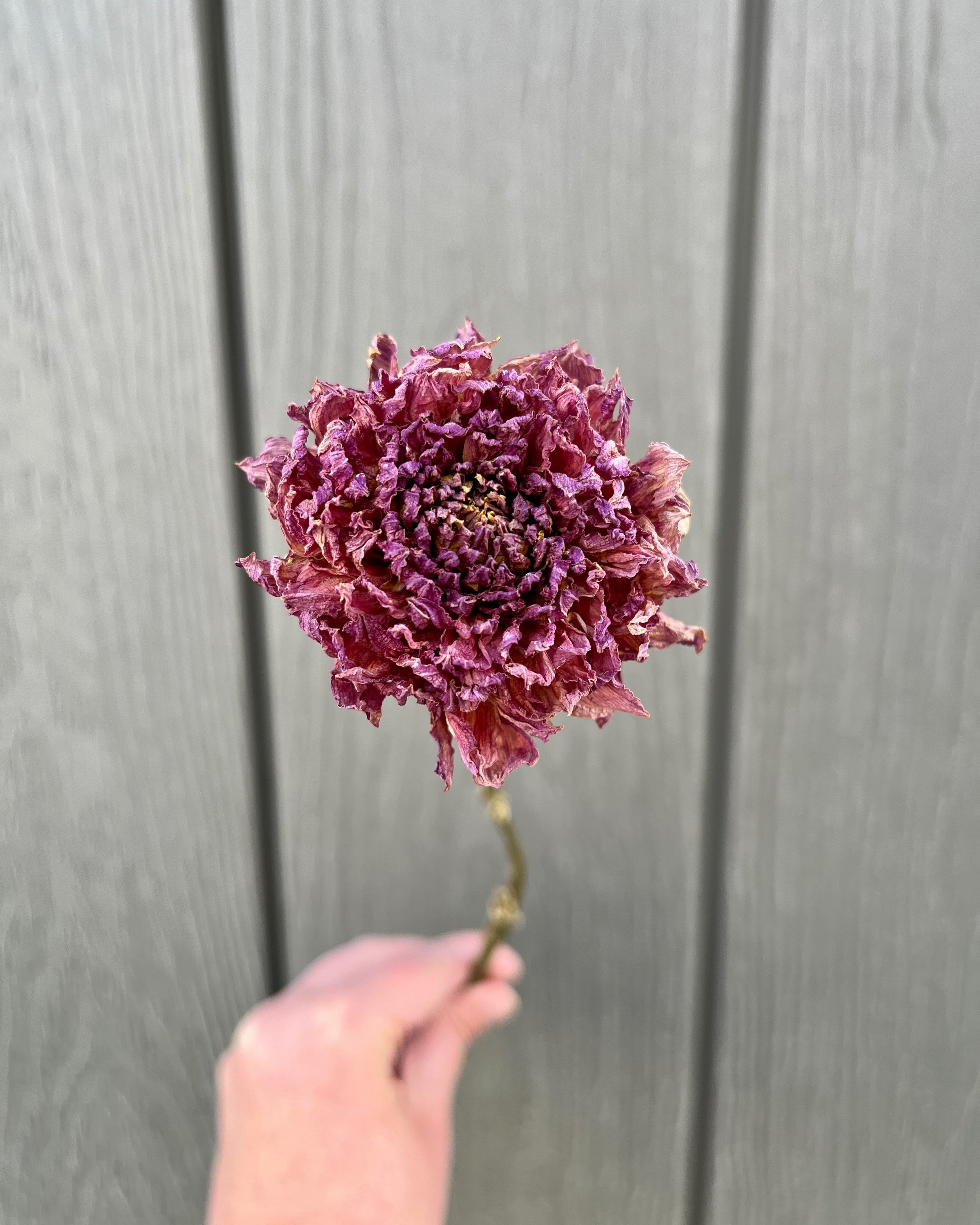 Purple Dried Dahlia Flower