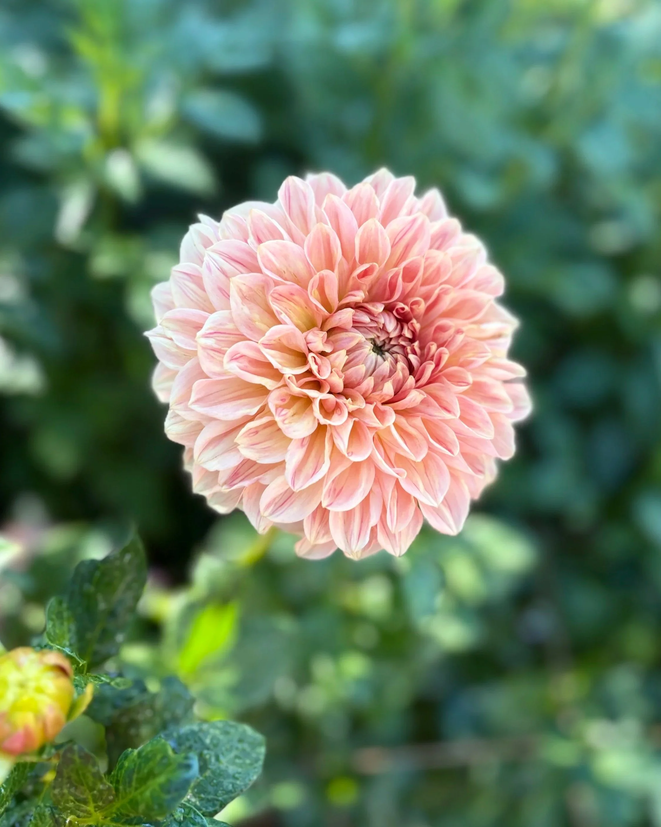 Lakeview Lady Dahlia Tuber