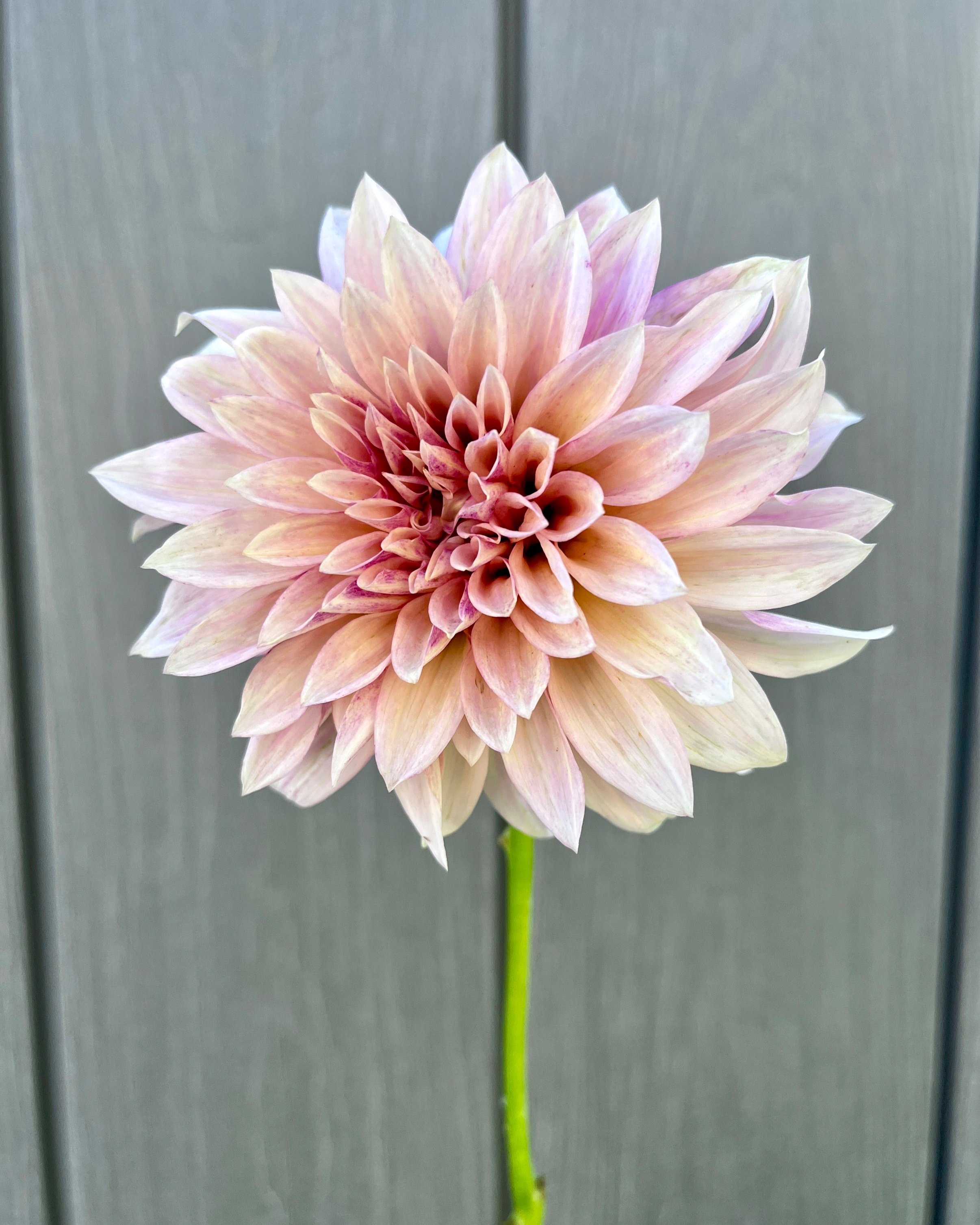Cafe au Lait Mini: Blush Pink Cream Dahlia Flower